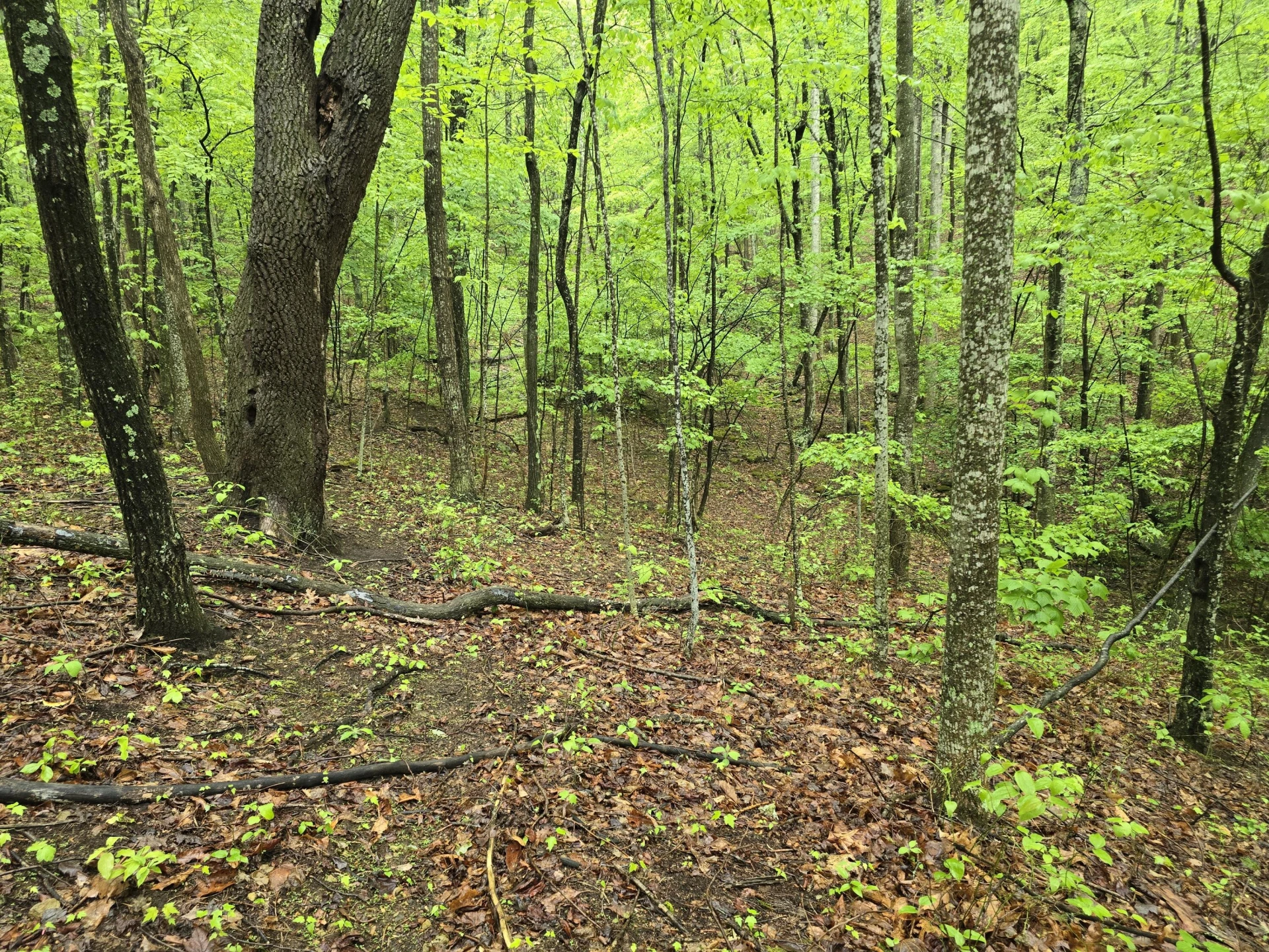 TBD AUDREY LN BLUE RIDGE, VA 24064 - Photo 42