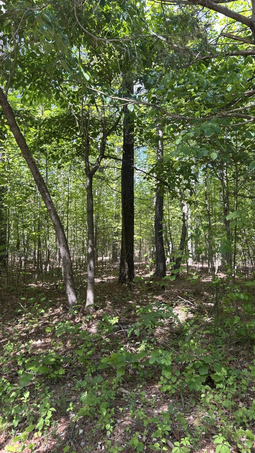 Tract 1 Foxfire LN - Photo 3