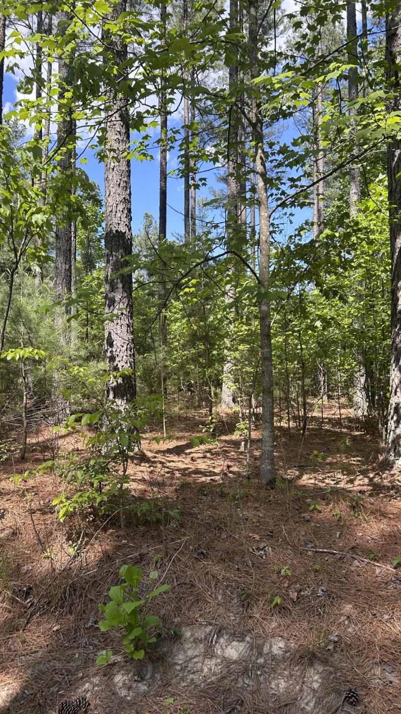 Tract 2 Foxfire LN - Photo 3