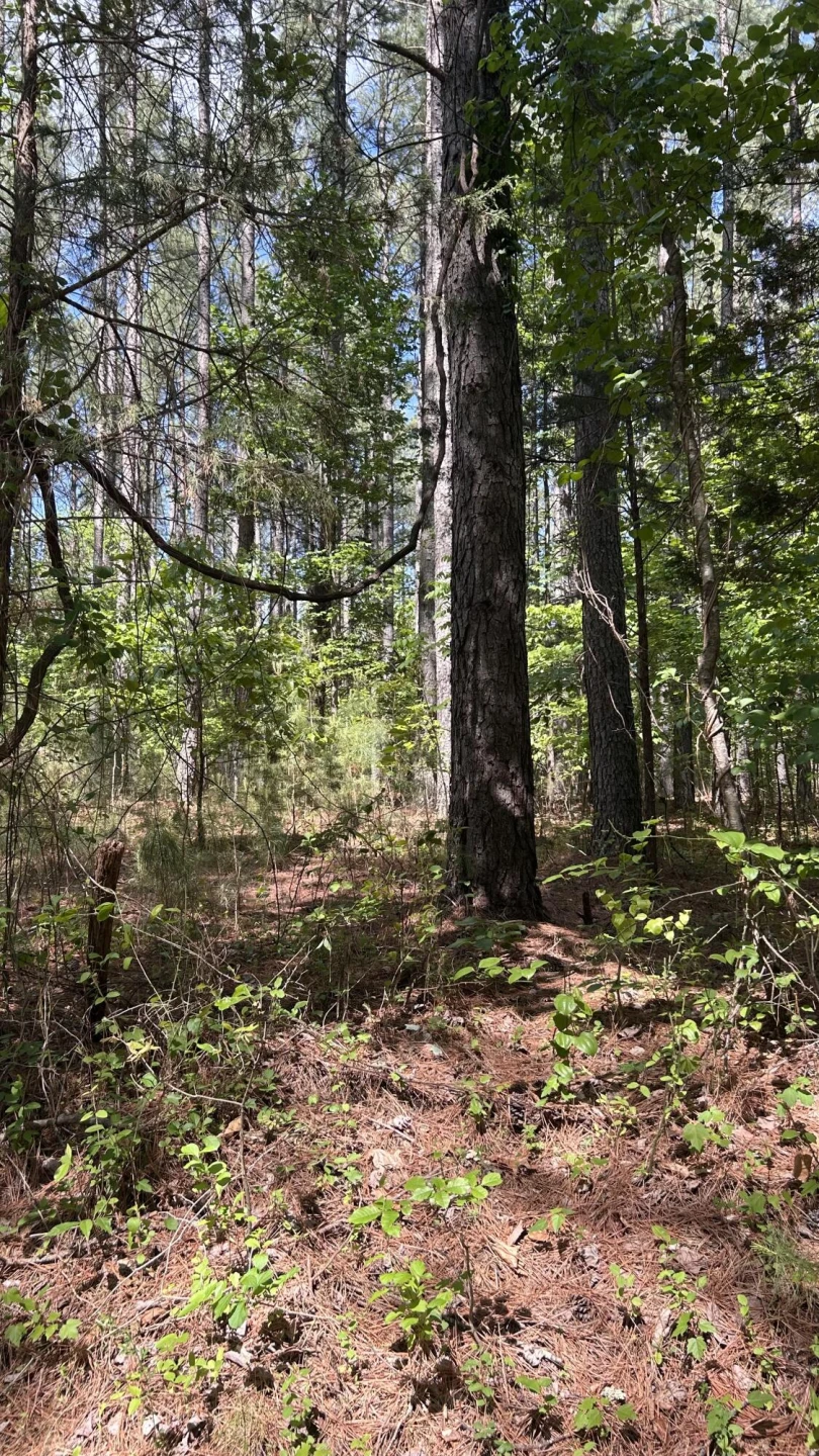 Tract 3 Foxfire LN - Photo 4