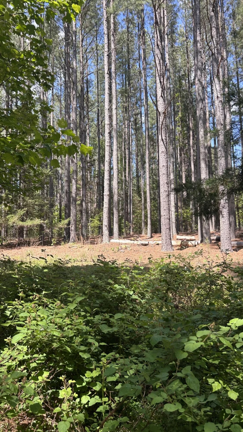 Tract 4 Foxfire LN - Photo 4