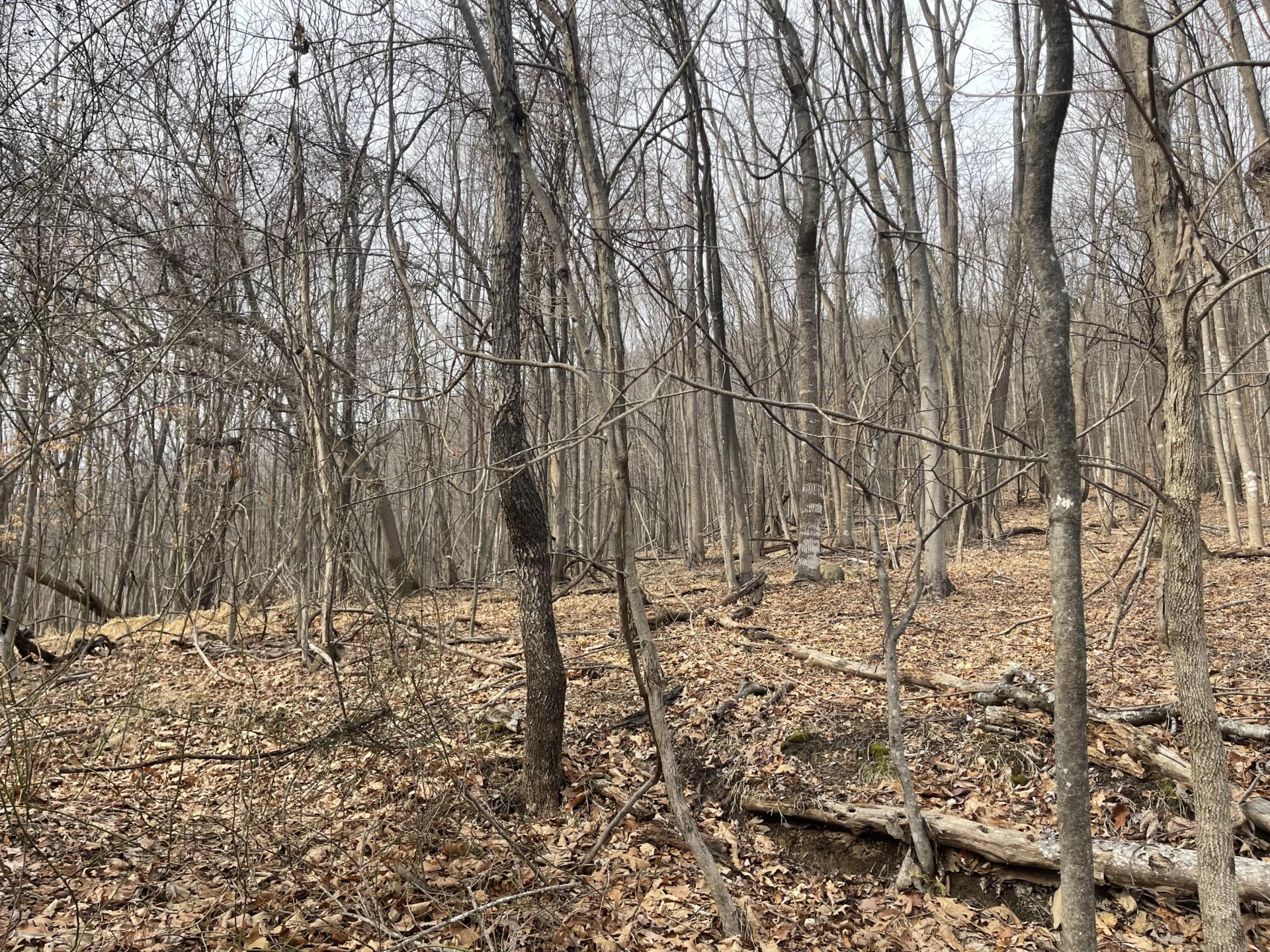 00 Nemmo RD - Photo 3