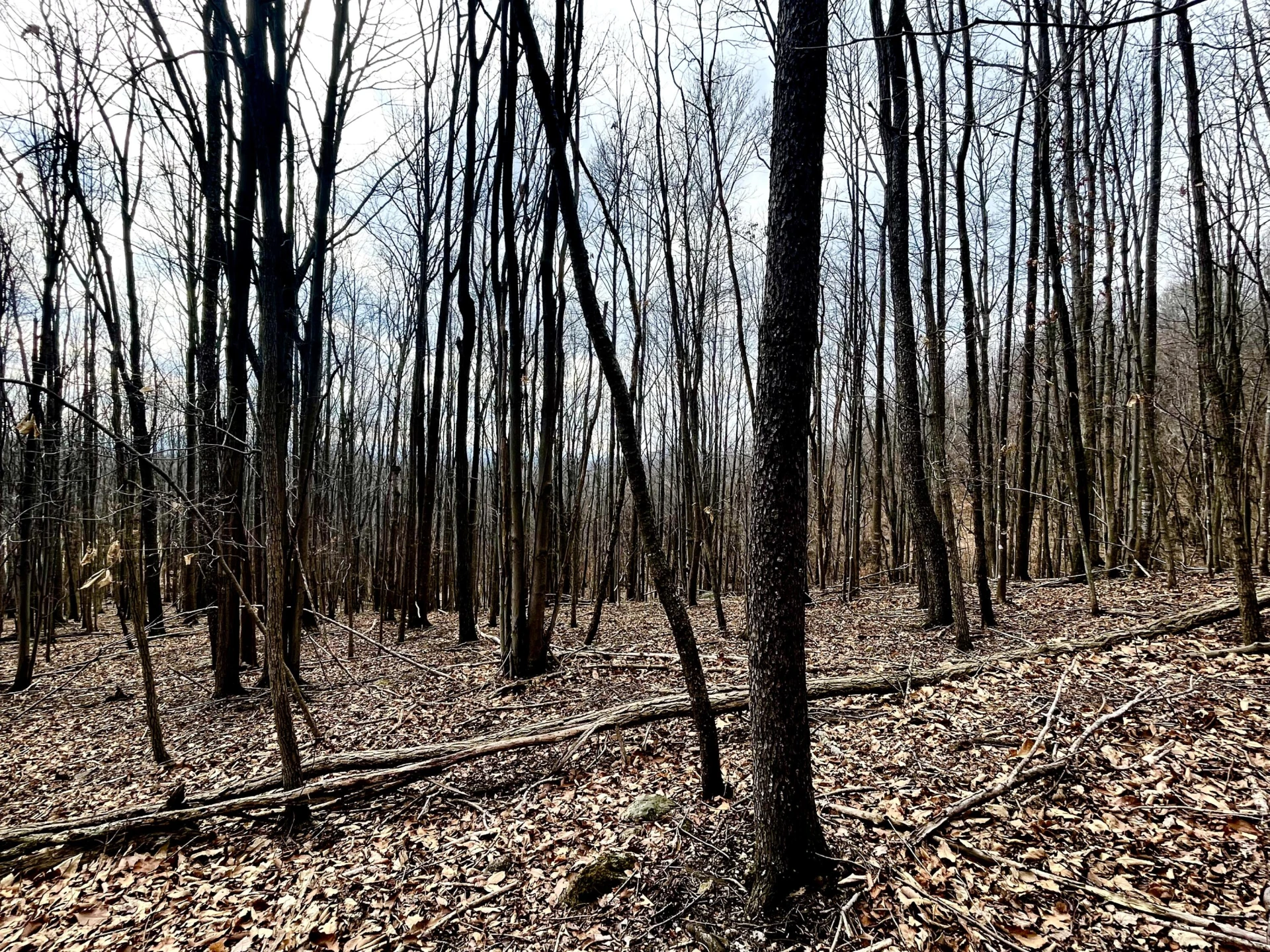 00 Nemmo RD - Photo 4