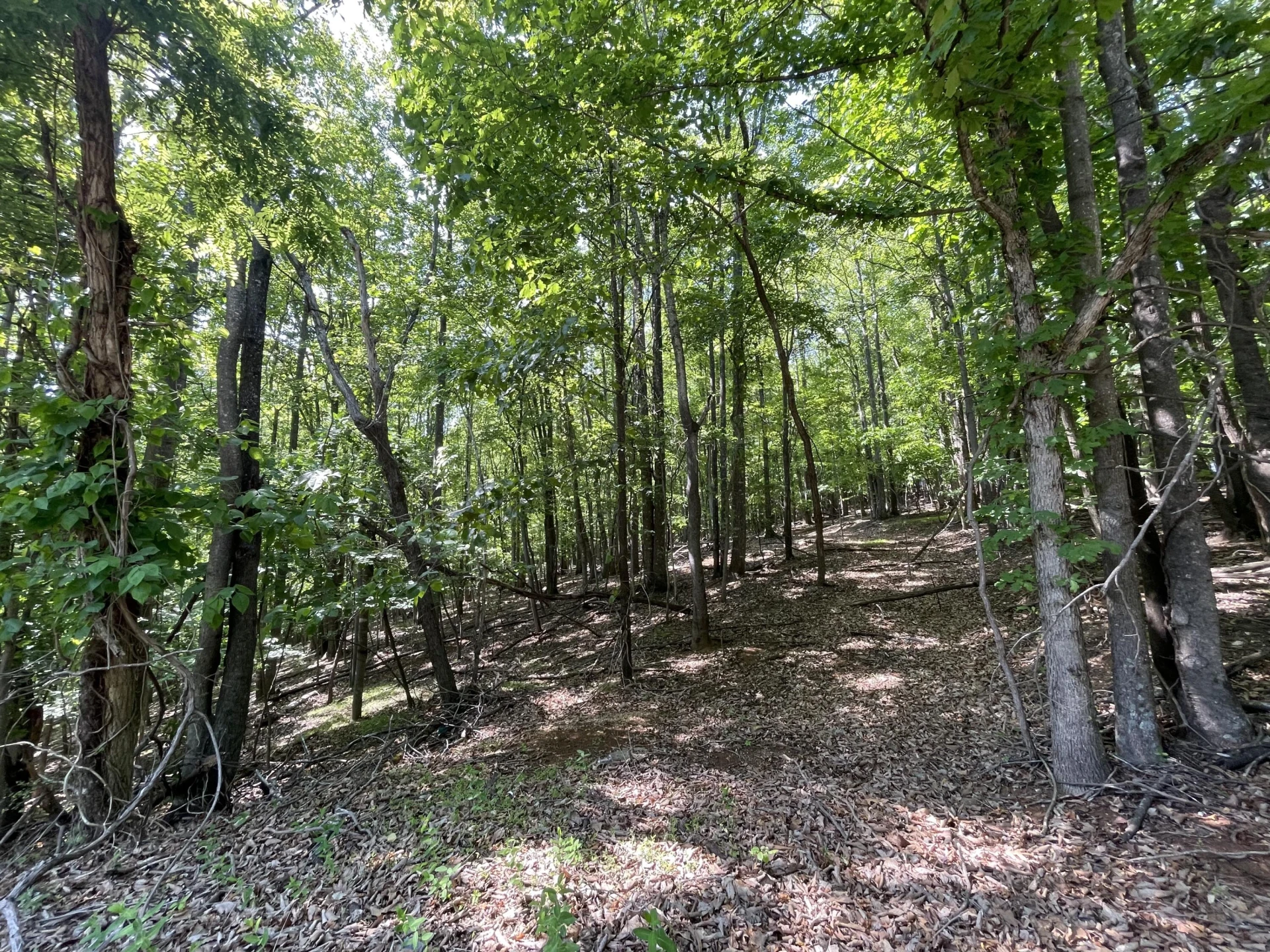 00 Nemmo RD - Photo 6