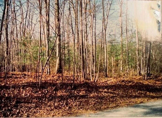 9880 Wolf Trap LN - Photo 3