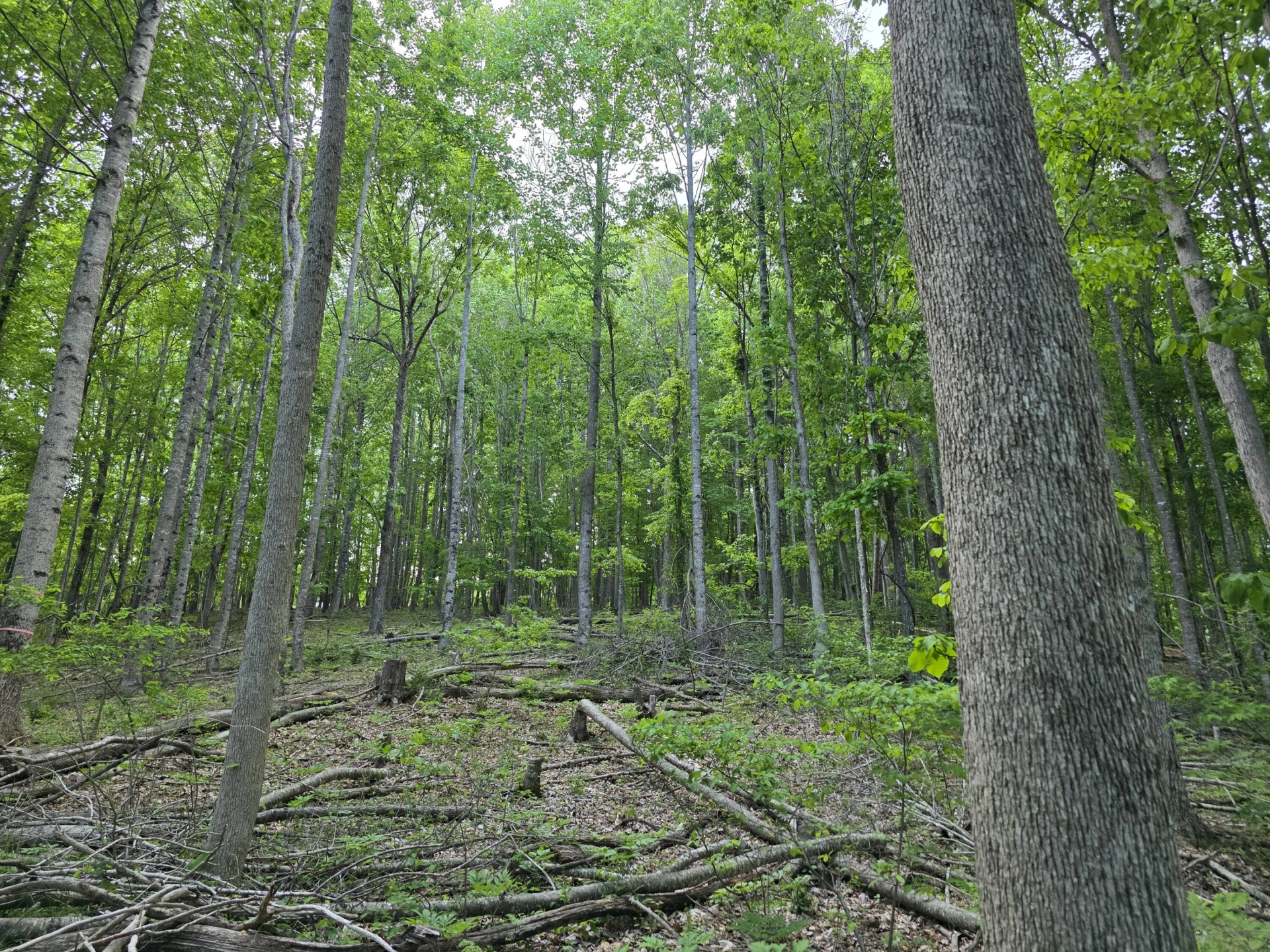 TBD Bent Nail RD - Photo 10