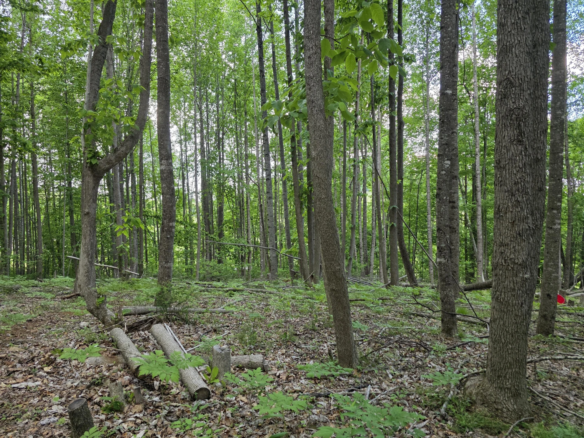 TBD Bent Nail RD - Photo 11