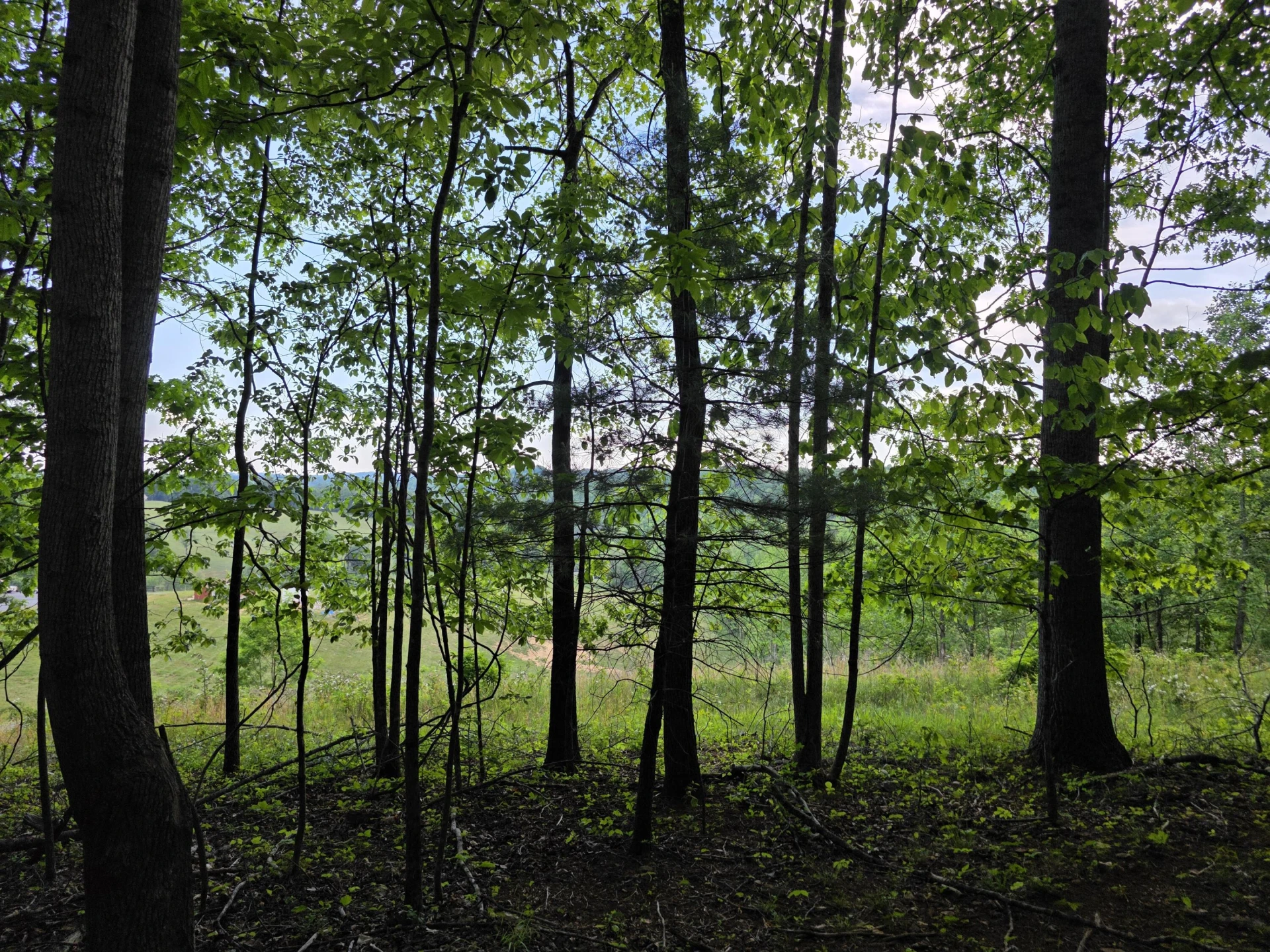TBD Bent Nail RD - Photo 13