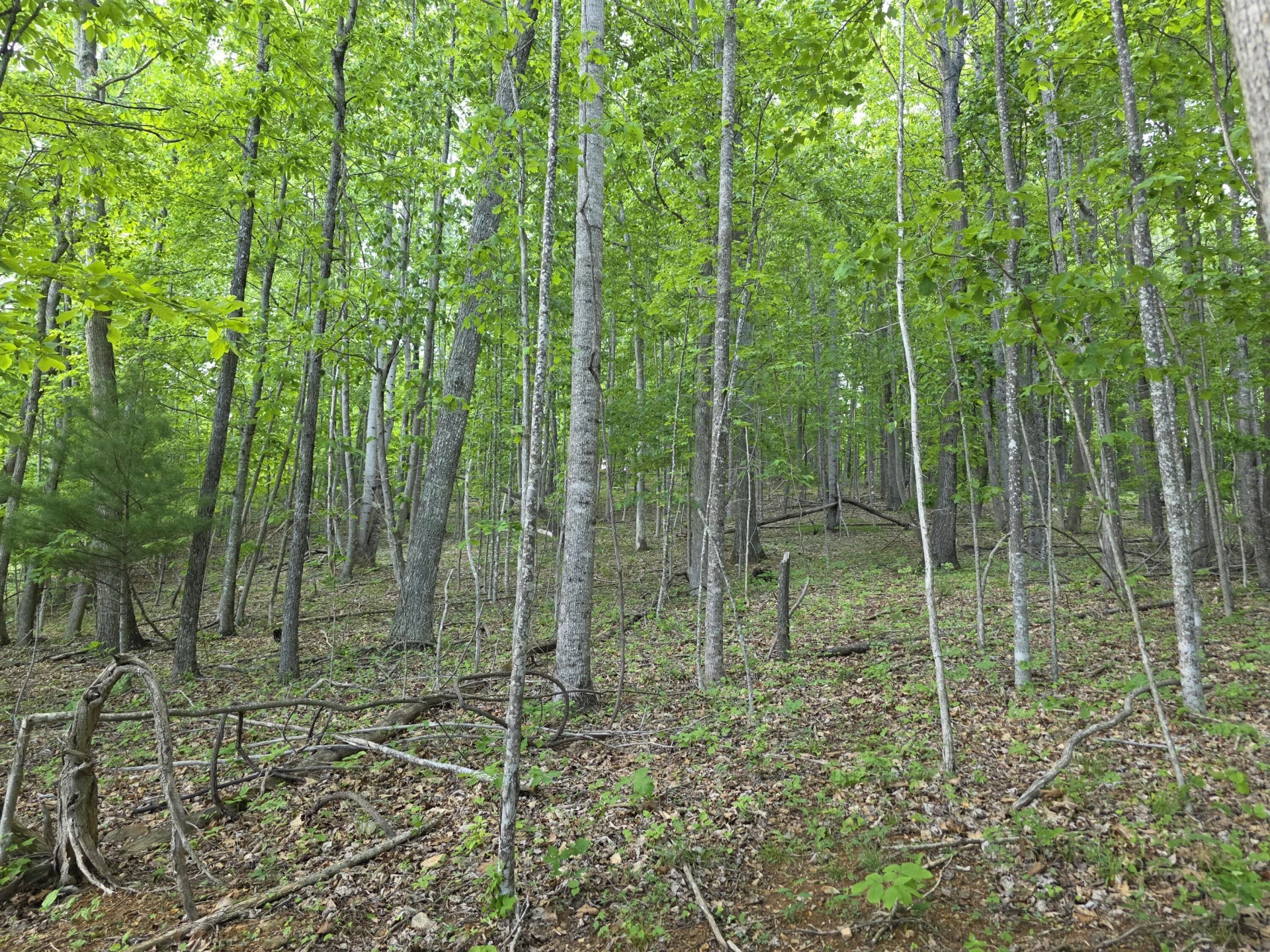 TBD Bent Nail RD - Photo 14