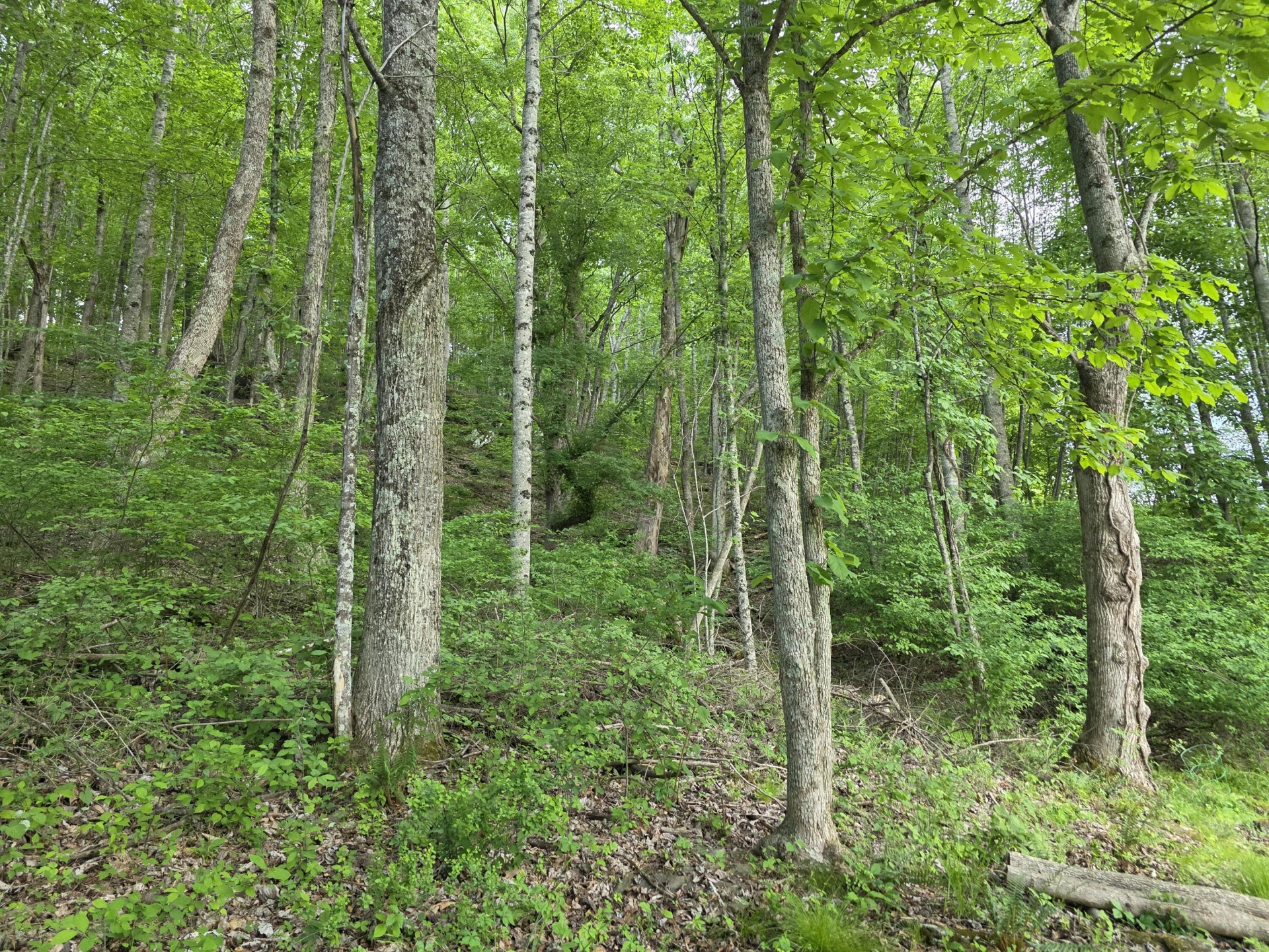 TBD Bent Nail RD - Photo 5