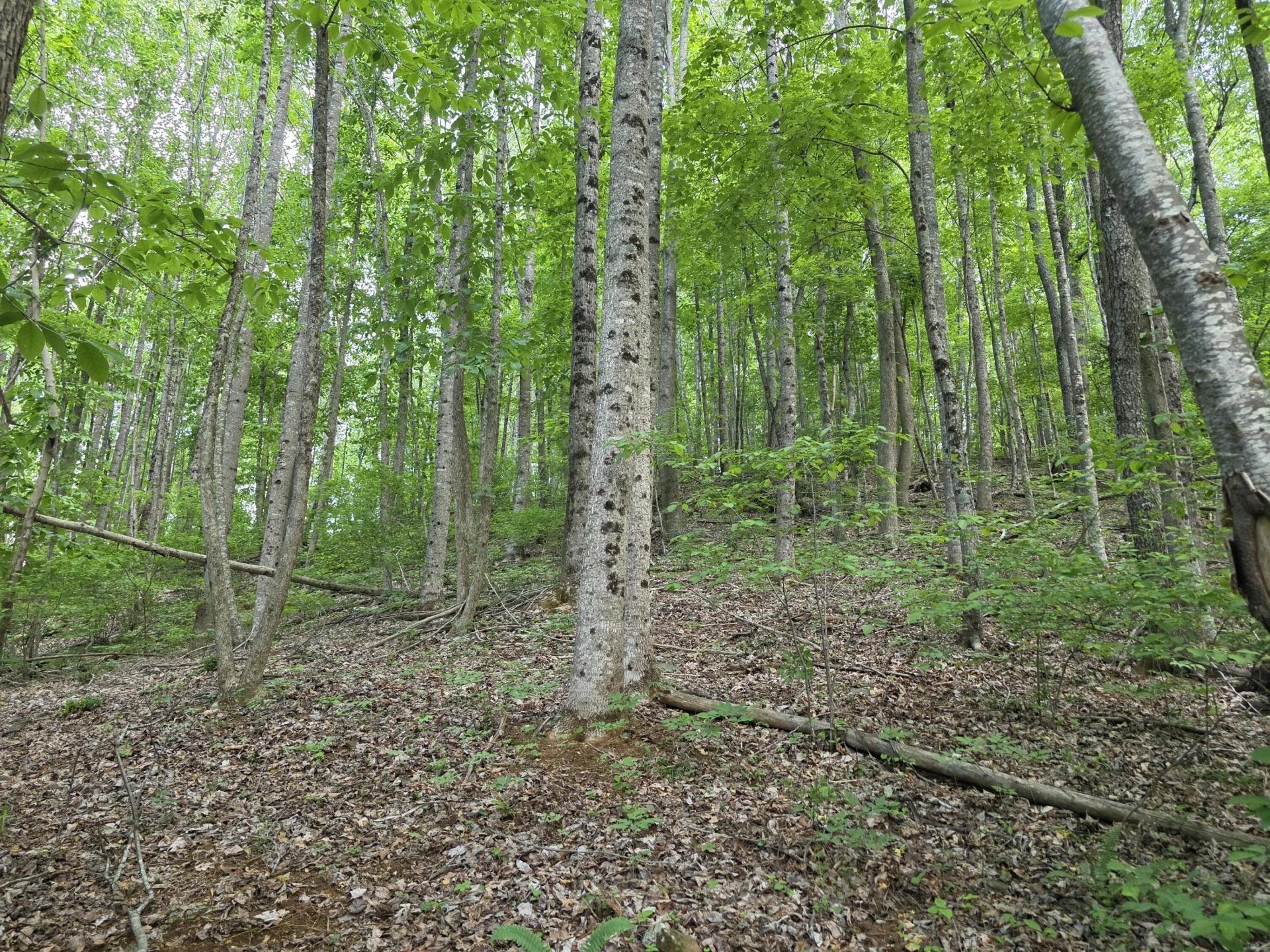 TBD Bent Nail RD - Photo 6