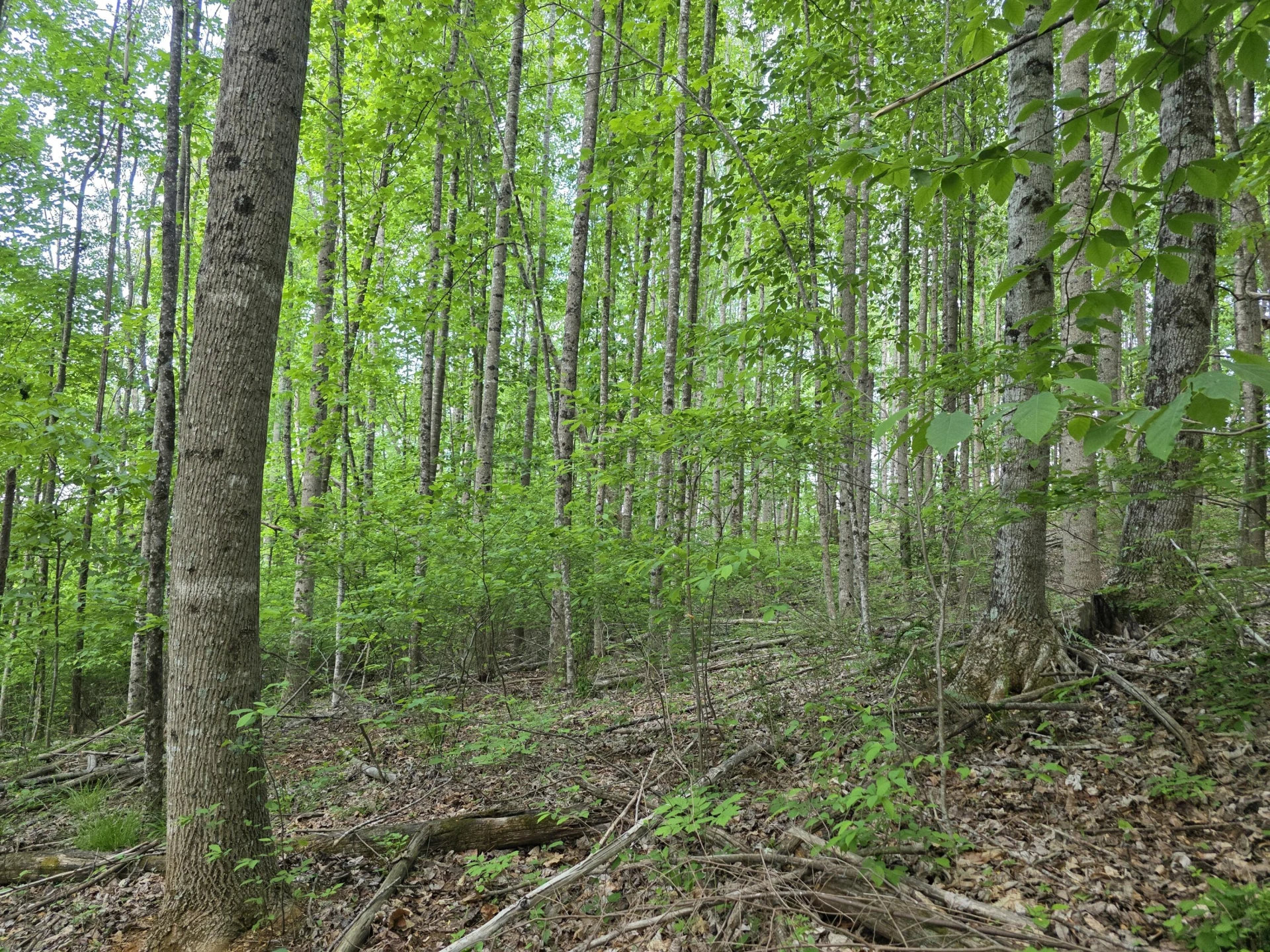 TBD Bent Nail RD - Photo 7