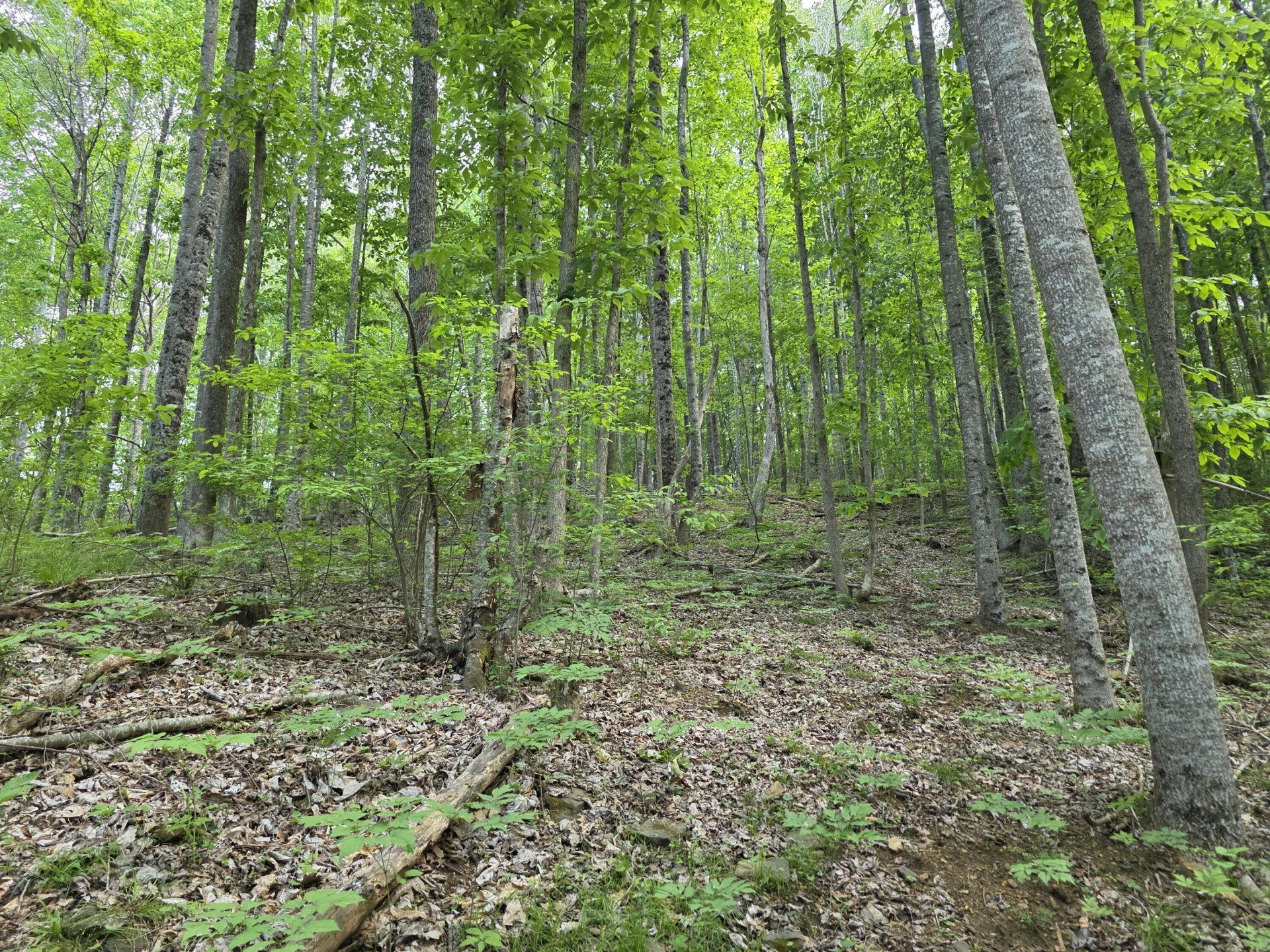 TBD Bent Nail RD - Photo 8