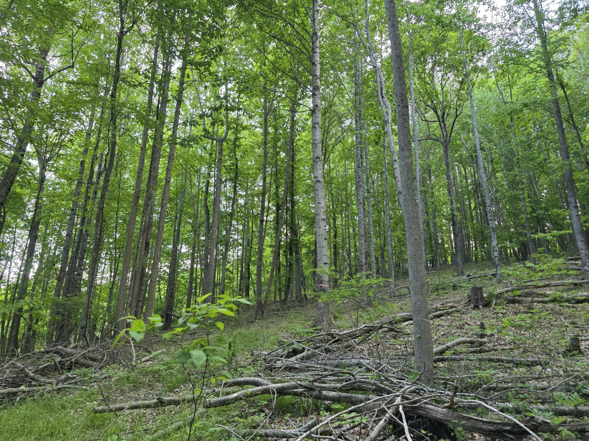 TBD Bent Nail RD - Photo 9
