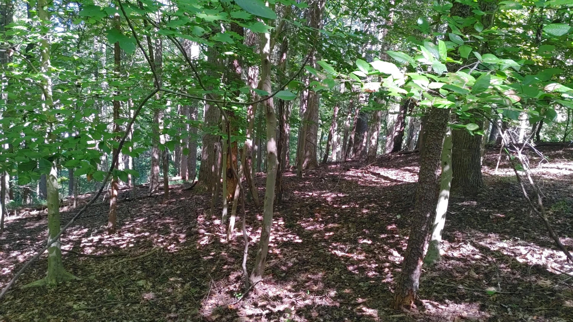 Lot 53 Ridgeway CT - Photo 2