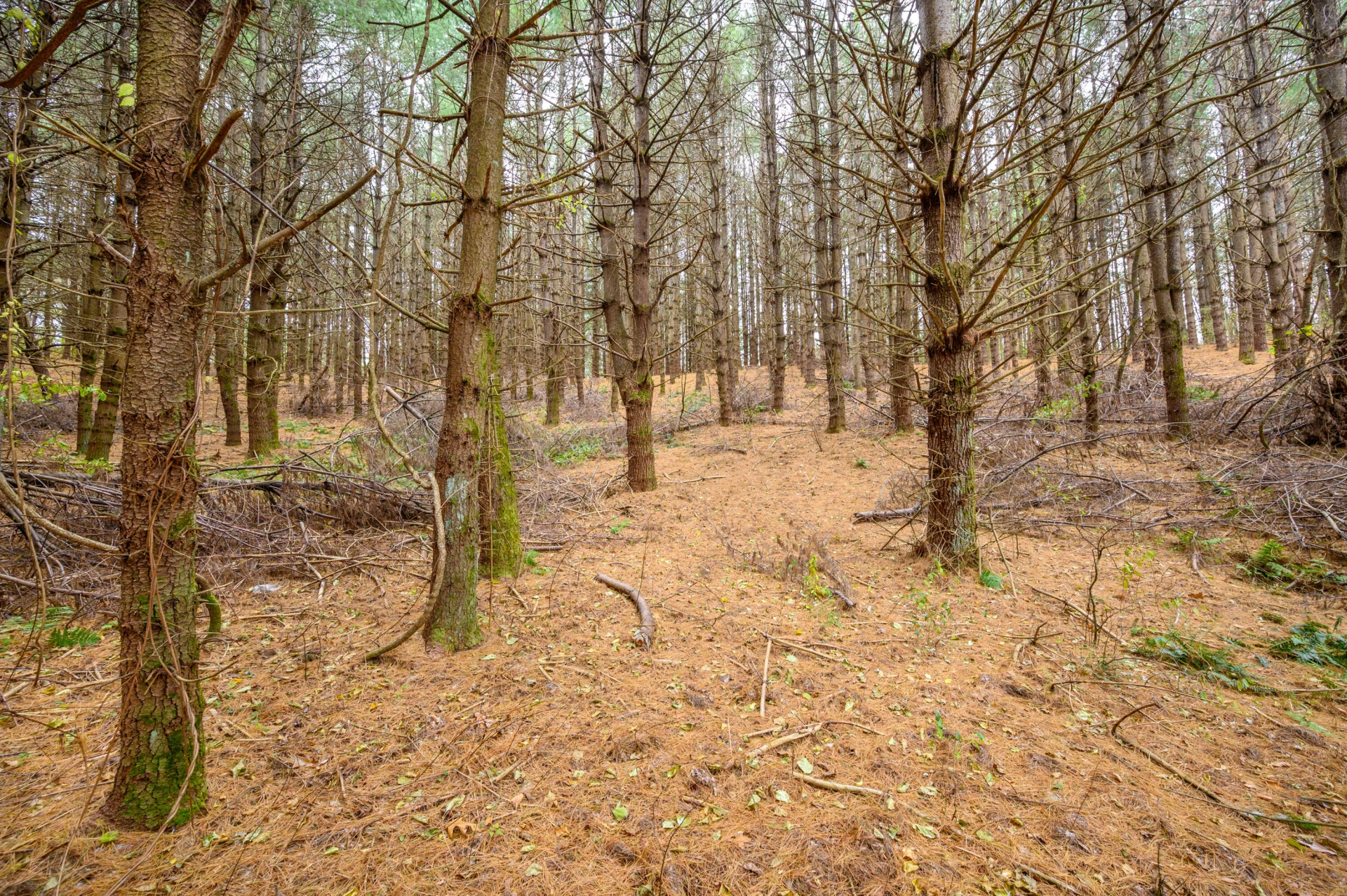 595 Wild Cherry RD NE - Photo 11