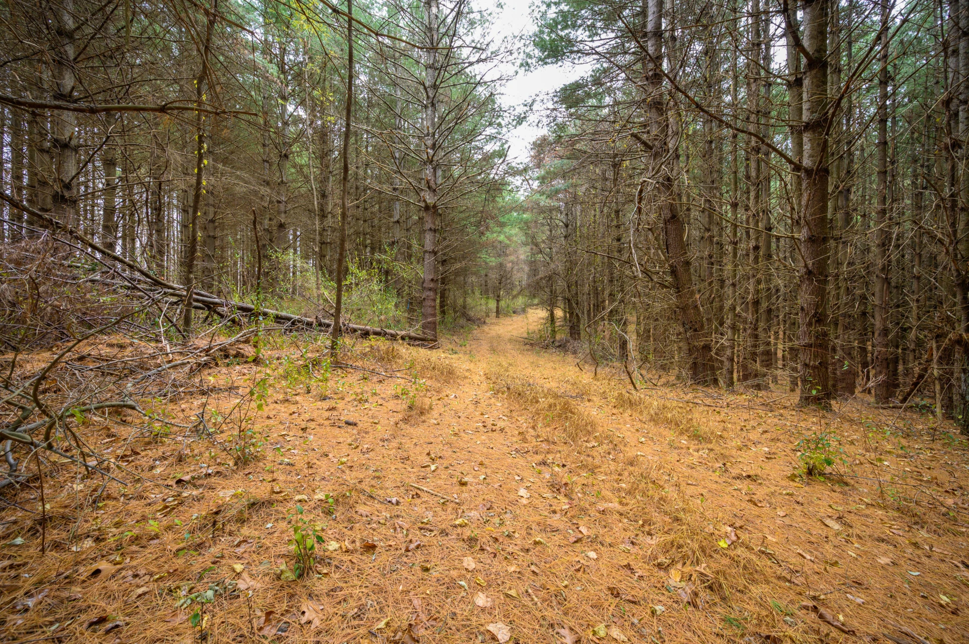 595 Wild Cherry RD NE - Photo 8