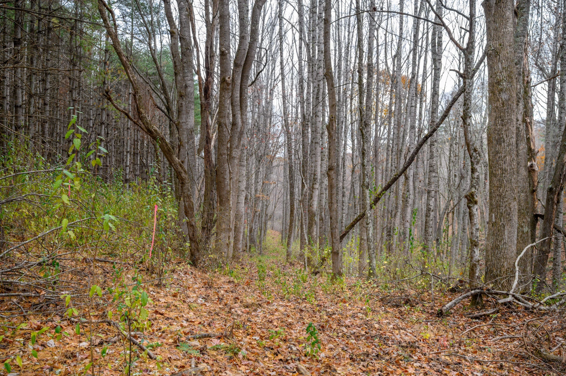 621 Wild Cherry RD NE - Photo 2