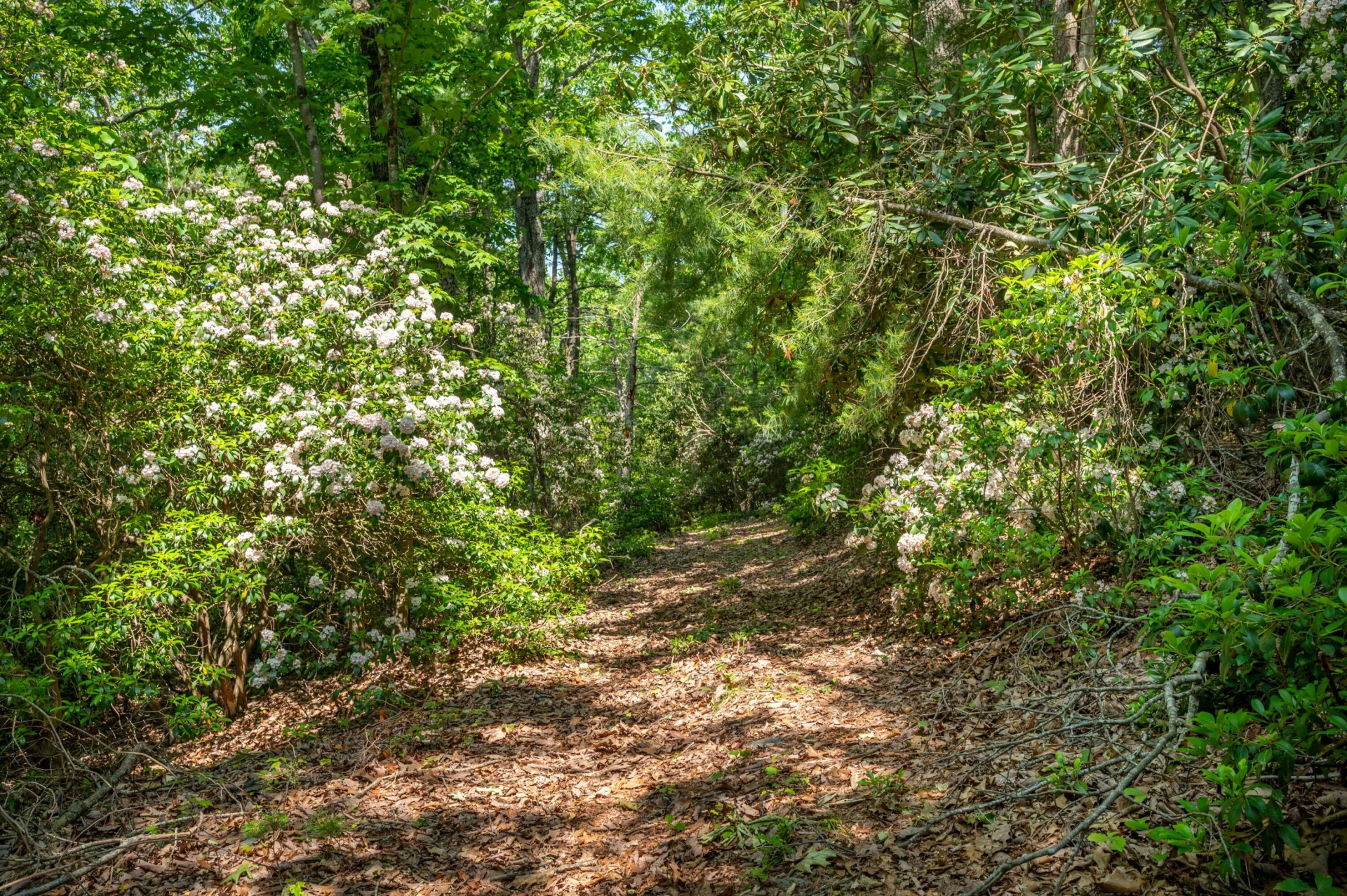 1073 Timberline RD SE - Photo 26