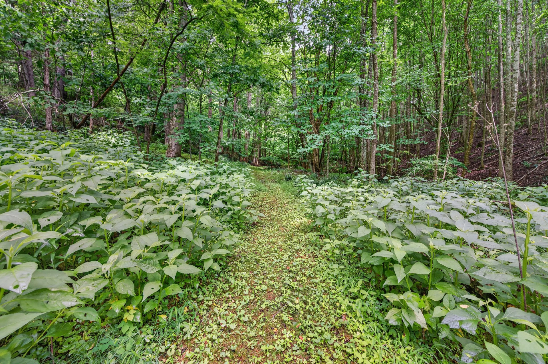 1625 Hollandsworth RD NW - Photo 42