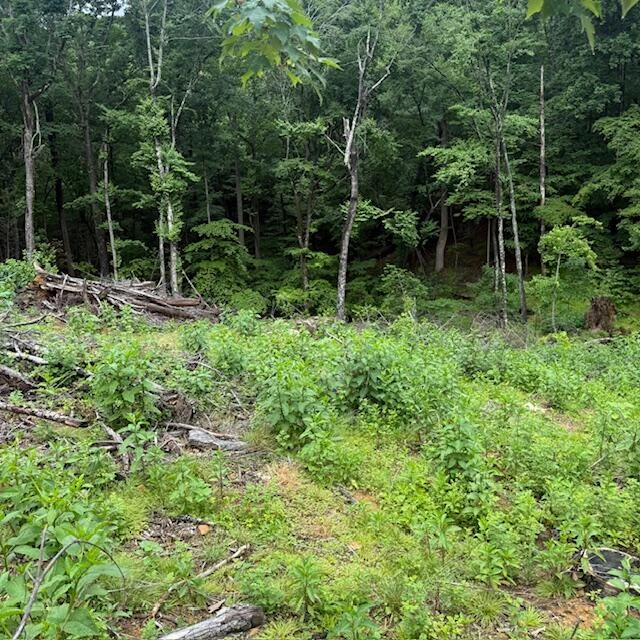 0 Corntassel LN - Photo 8
