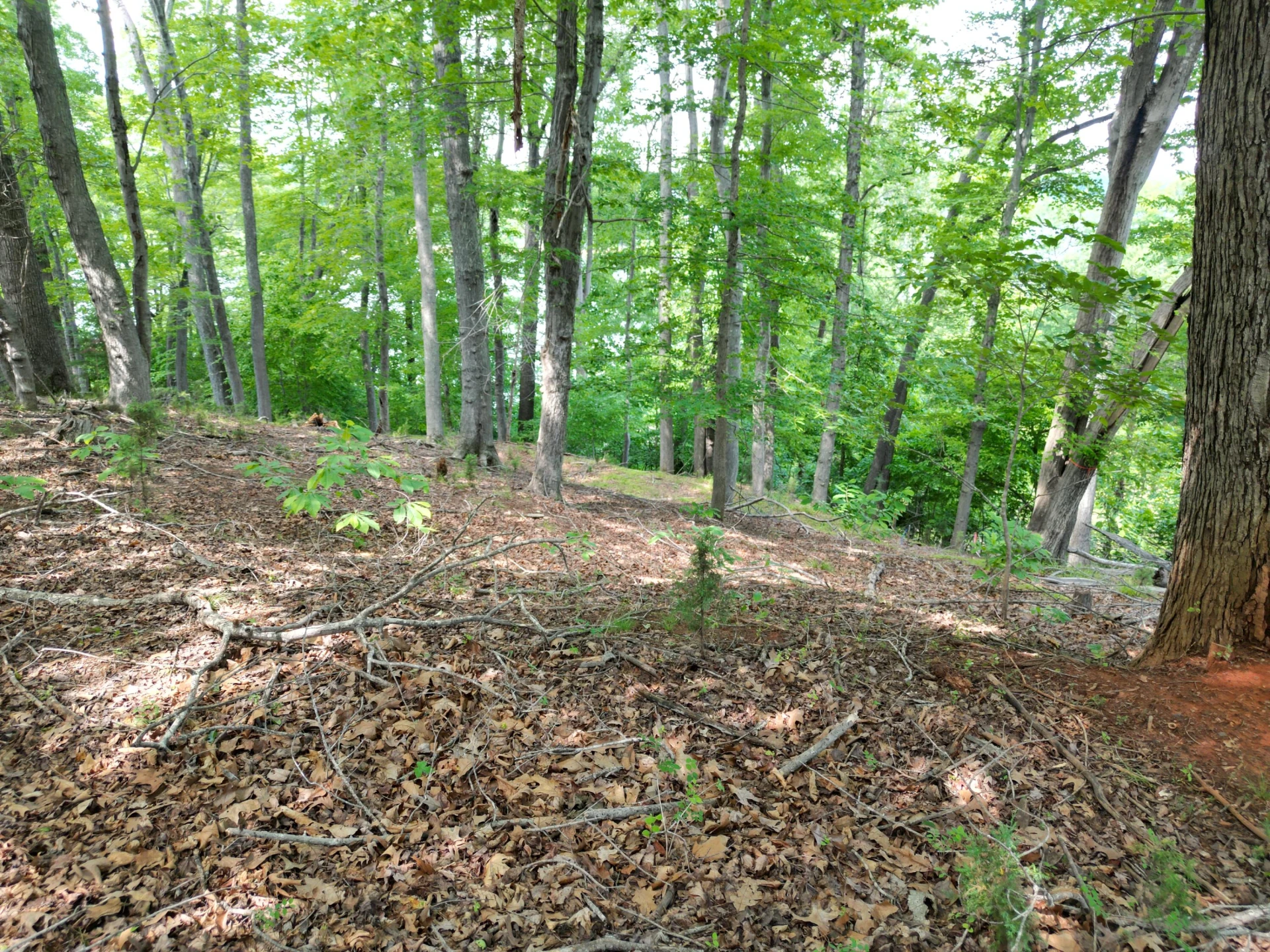 00 IVY LN - Photo 7