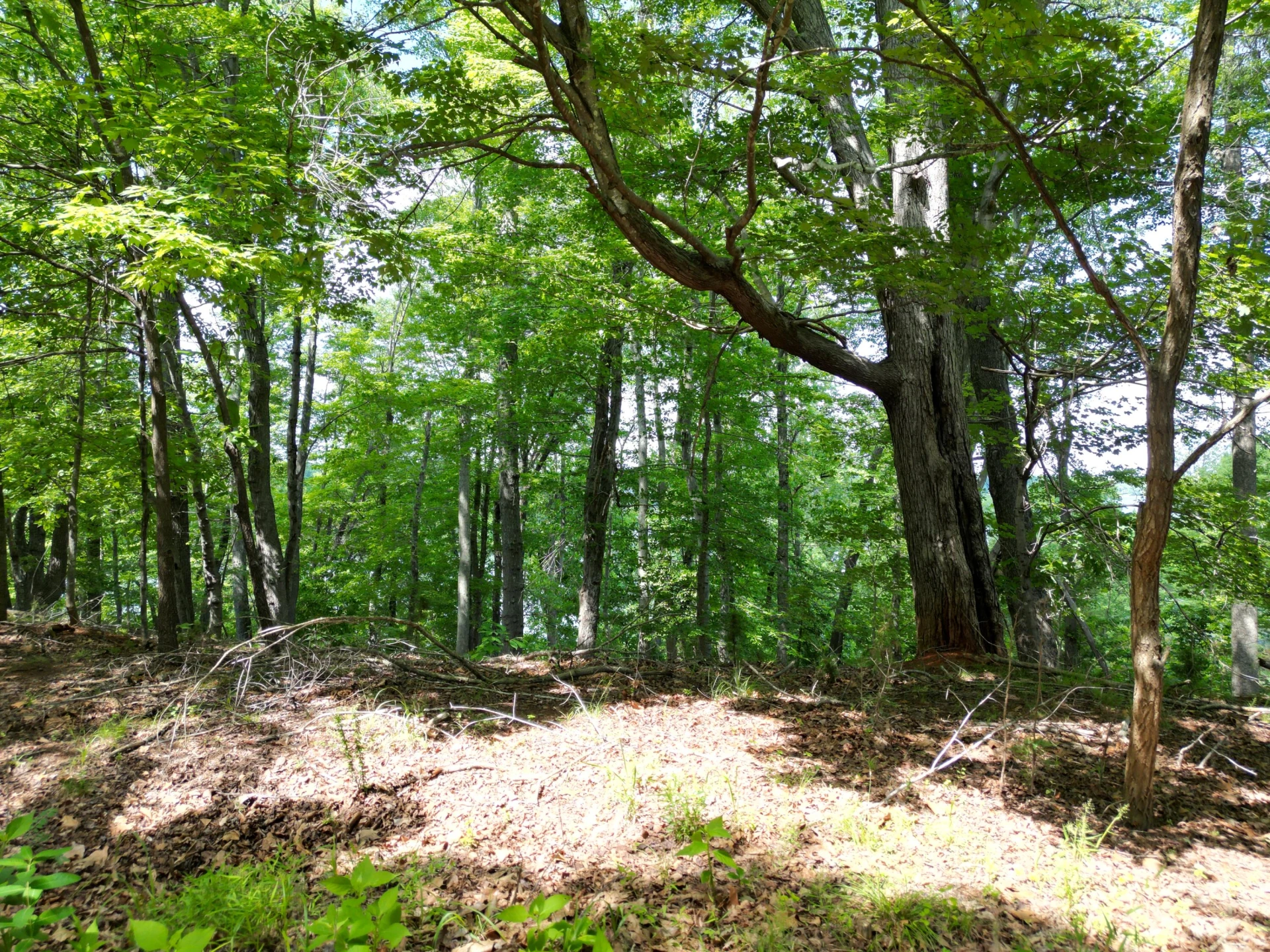 00 IVY LN - Photo 17