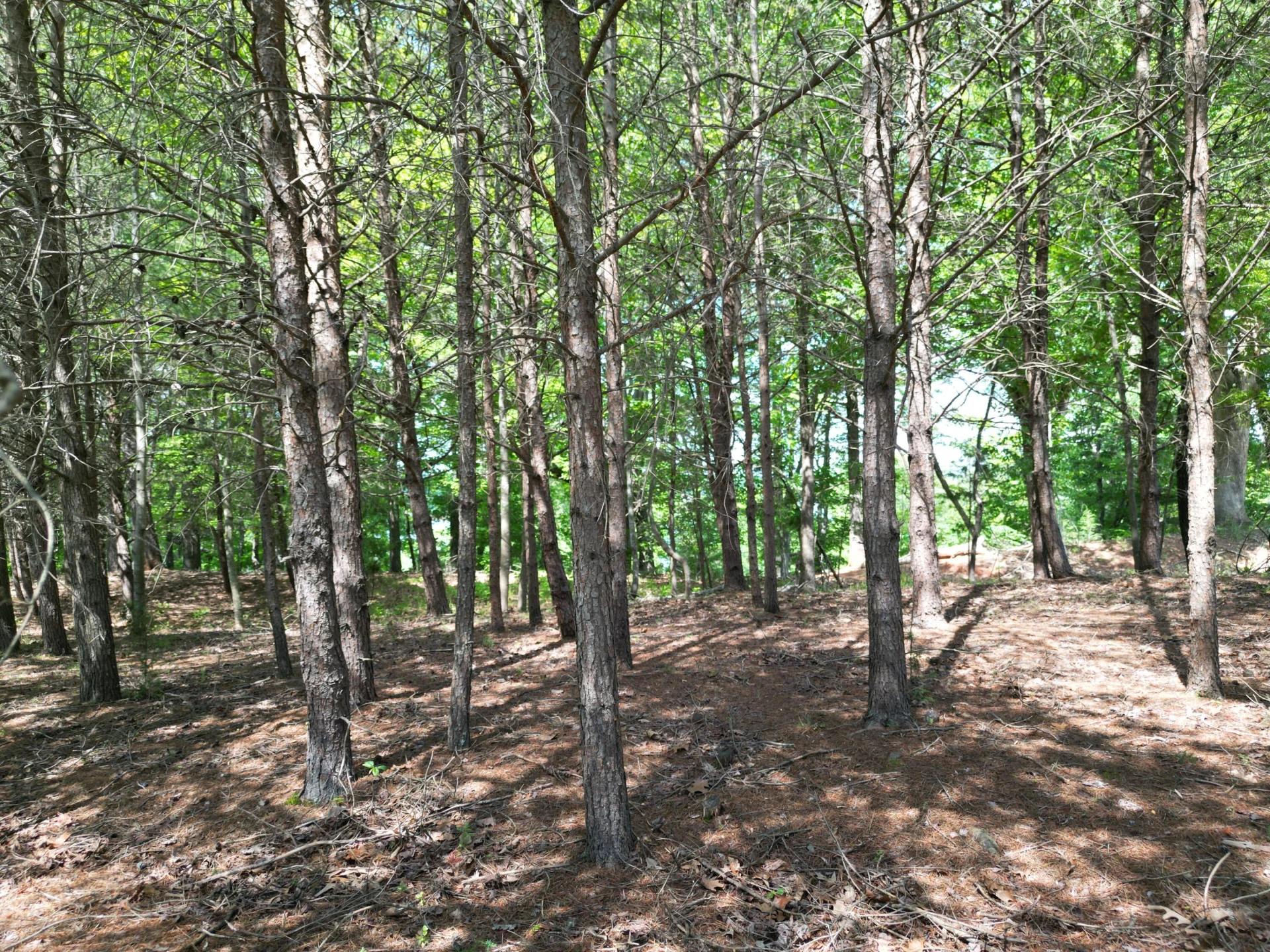 00 IVY LN - Photo 10