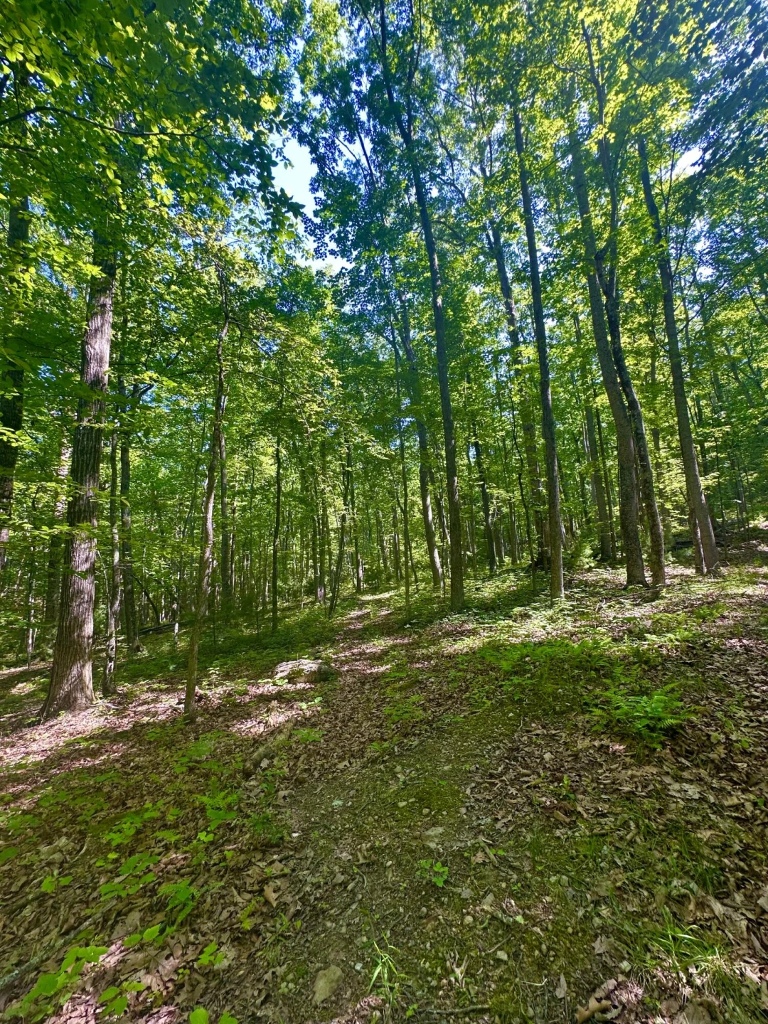 280 Oak Ridge DR - Photo 59