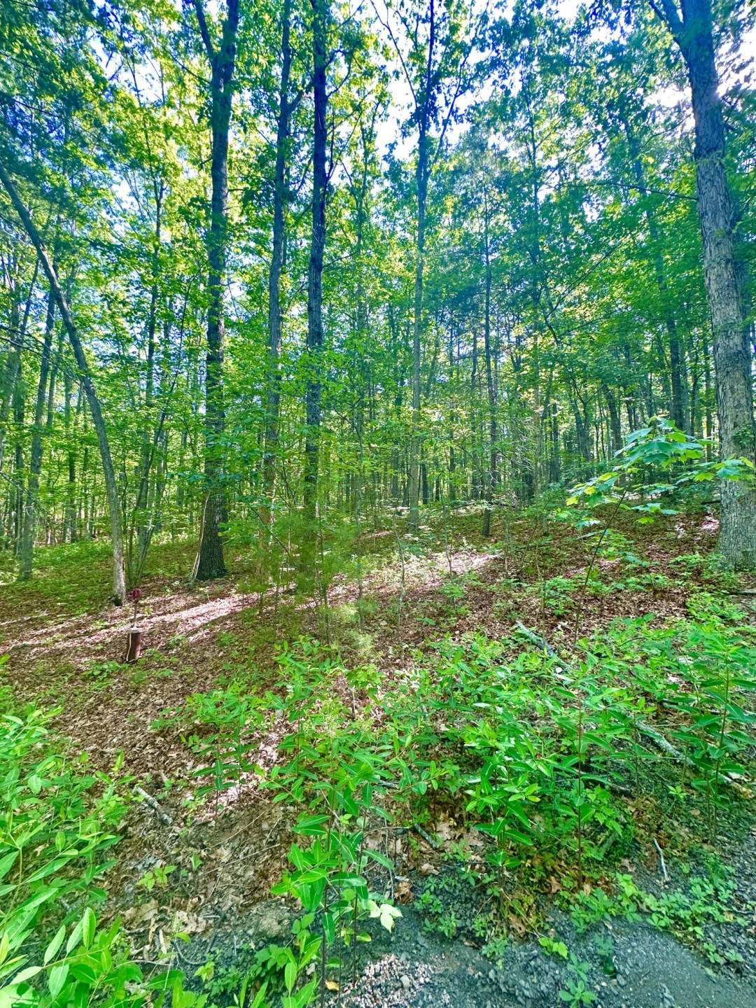280 Oak Ridge DR - Photo 71