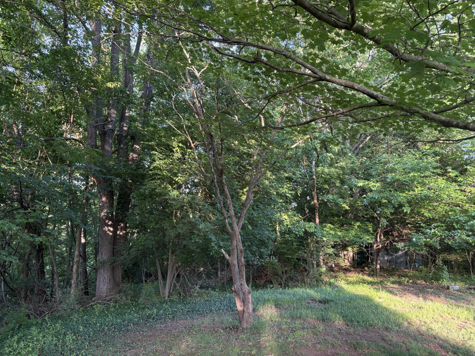 1130 Stephens (Lot) ST
