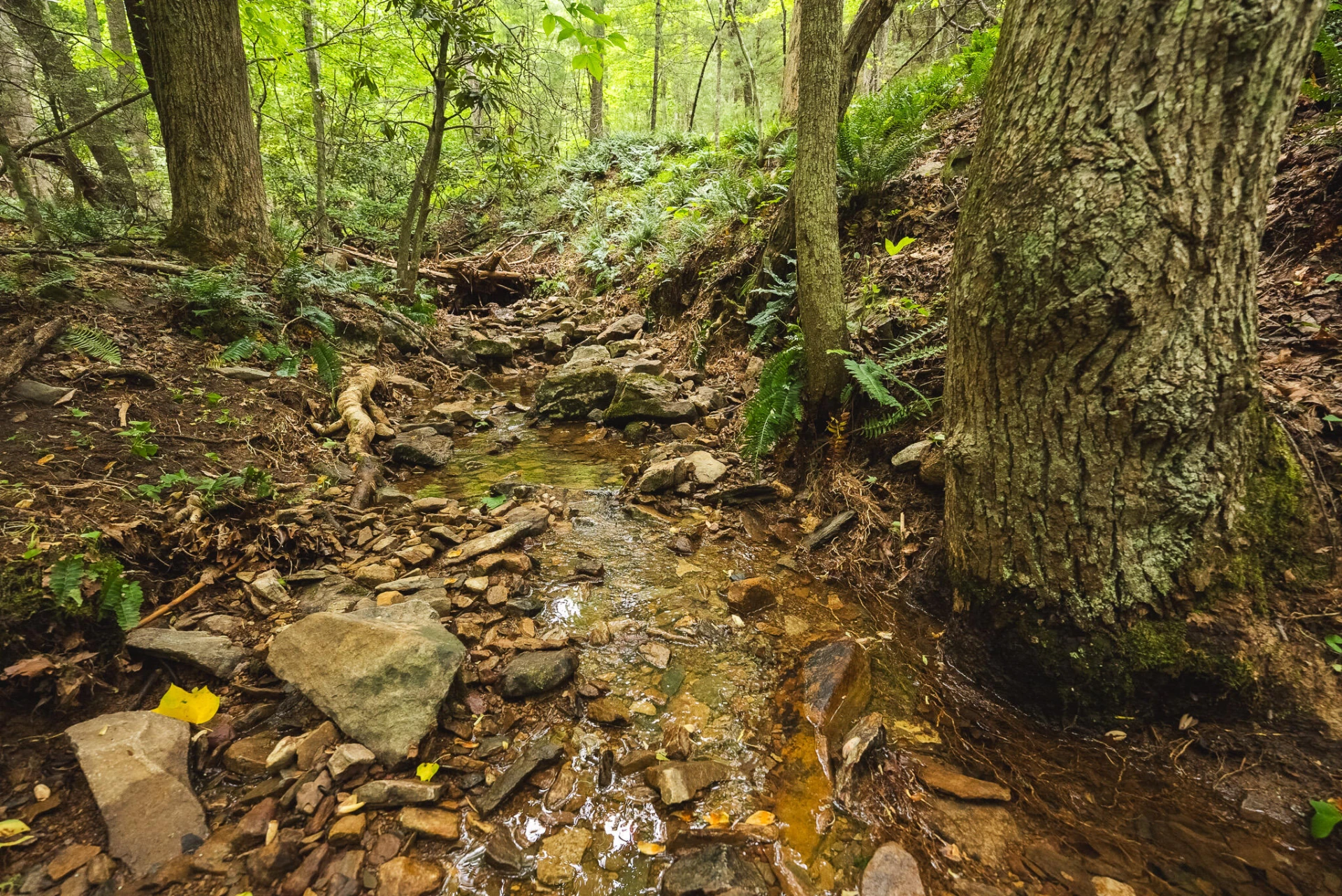 TBD Macks Mountain RD - Photo 10