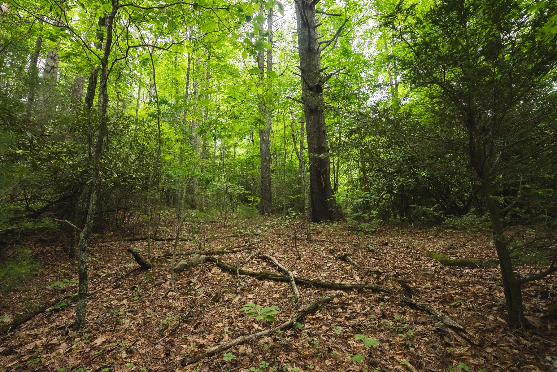 TBD Macks Mountain RD - Photo 11
