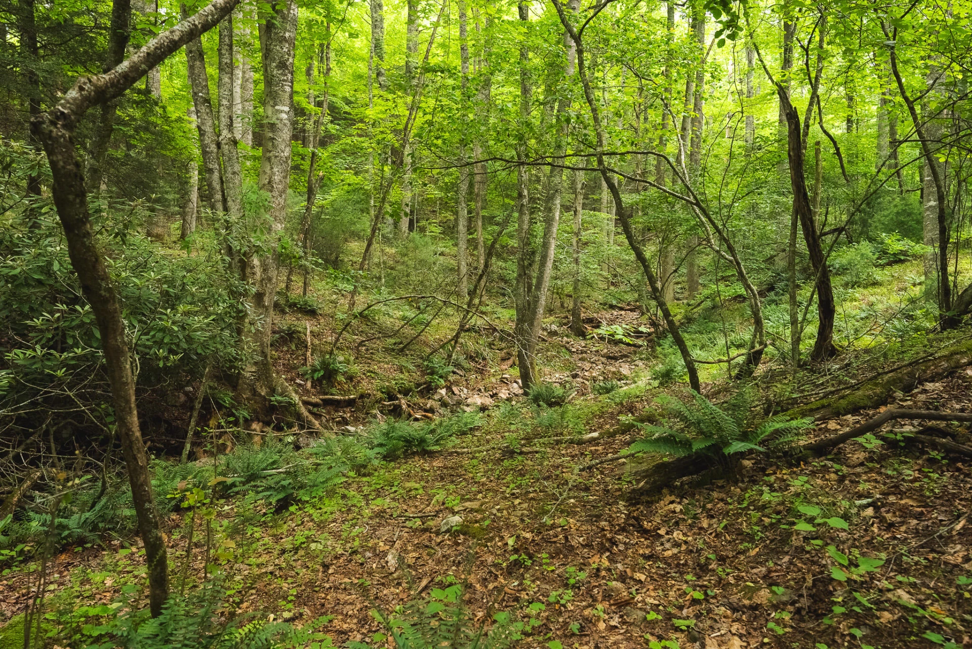 TBD Macks Mountain RD - Photo 13