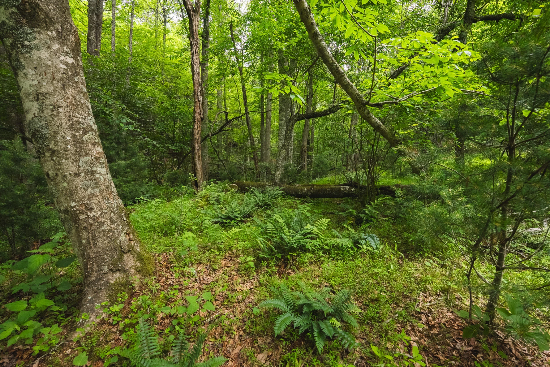 TBD Macks Mountain RD - Photo 14