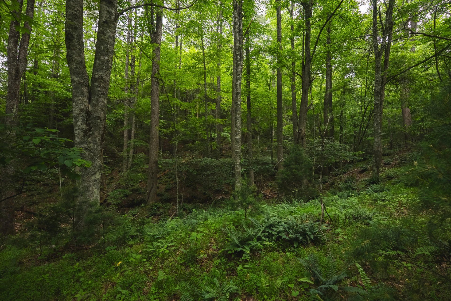 TBD Macks Mountain RD - Photo 15