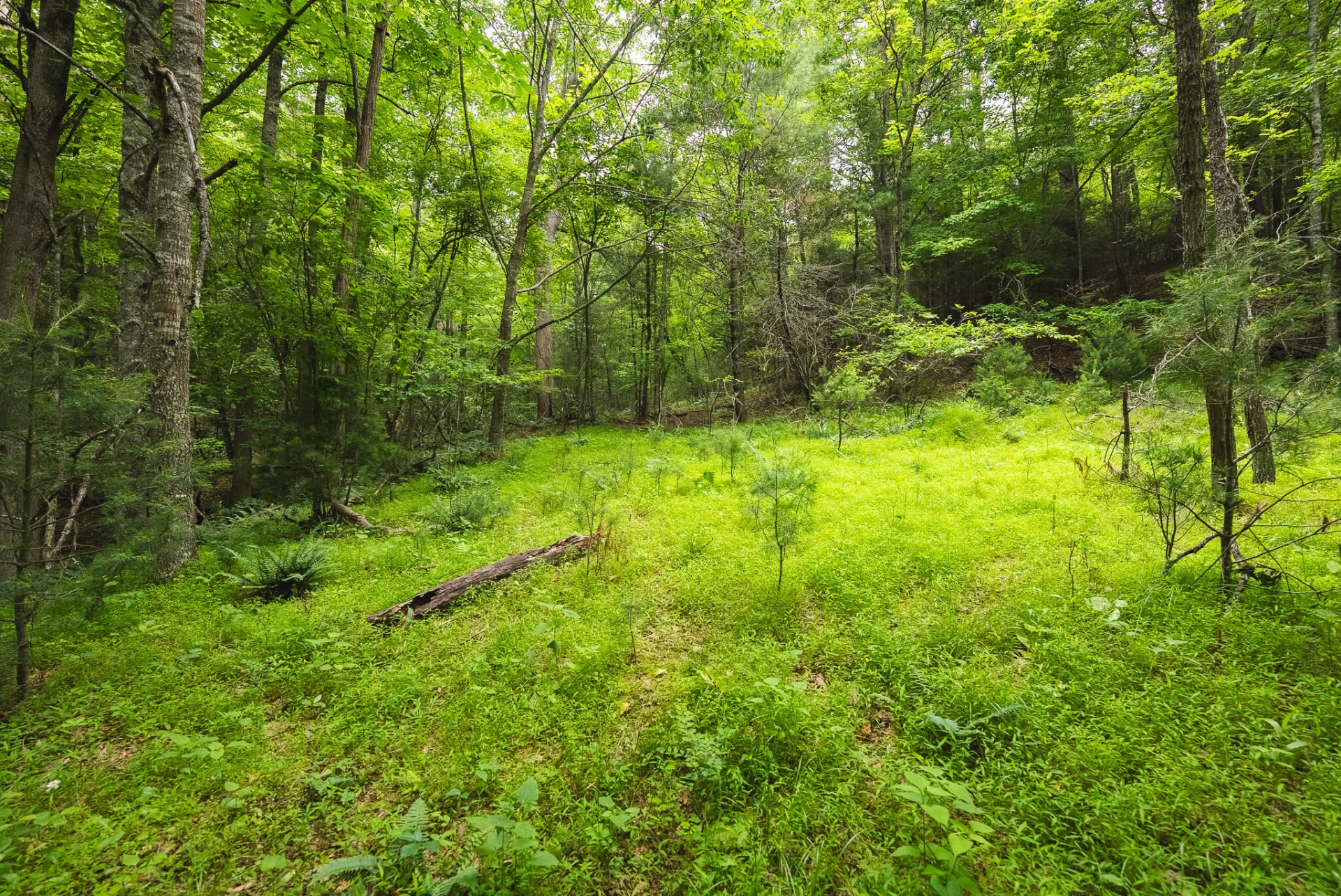 TBD Macks Mountain RD - Photo 16