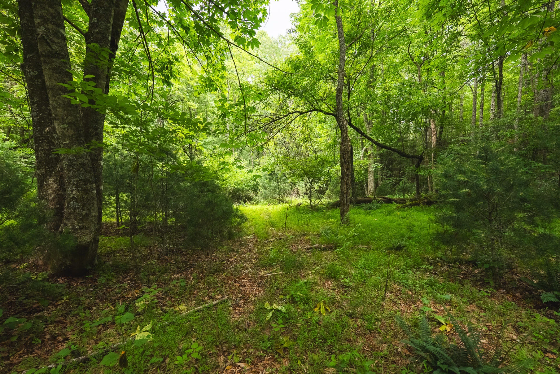 TBD Macks Mountain RD - Photo 18