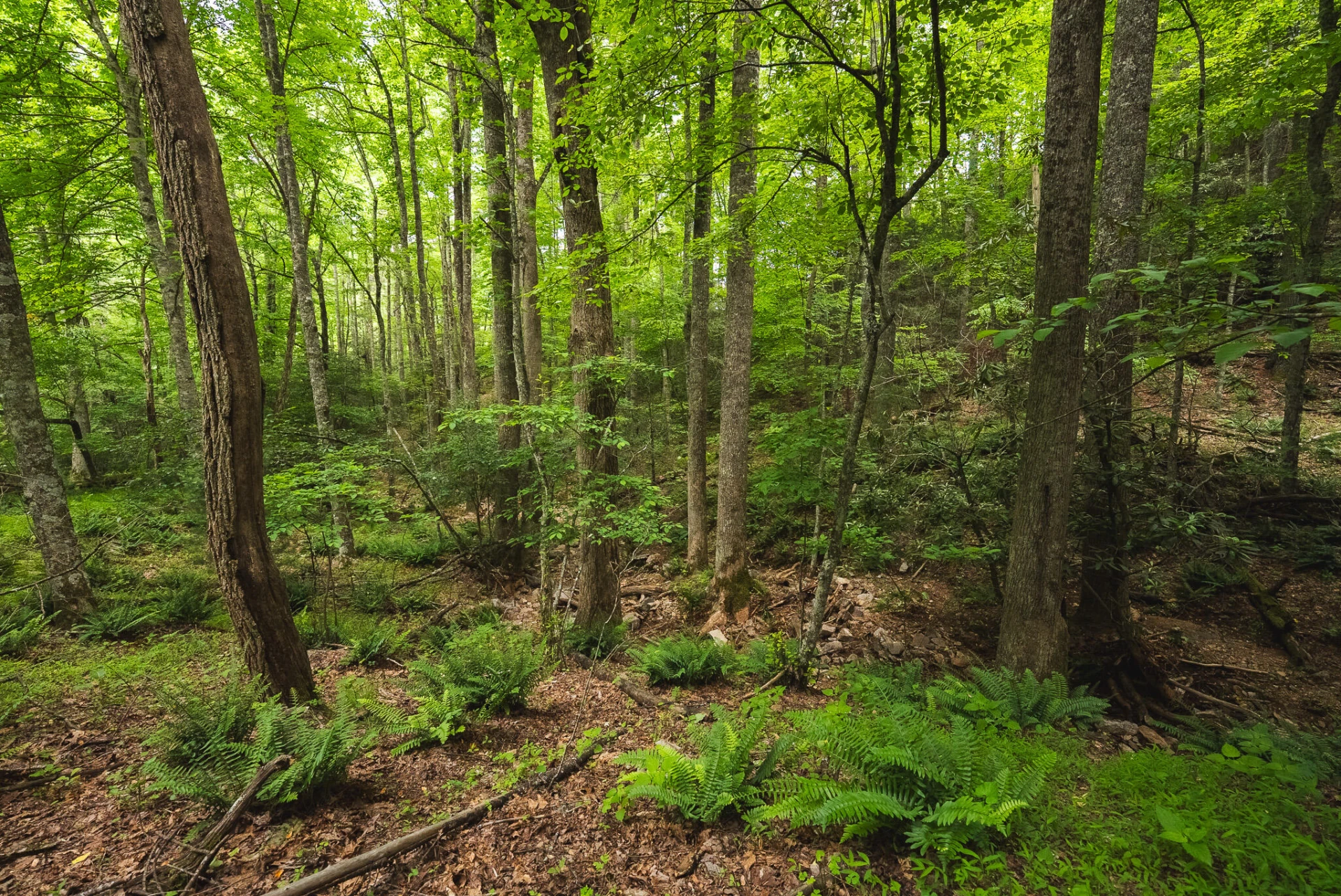 TBD Macks Mountain RD - Photo 21