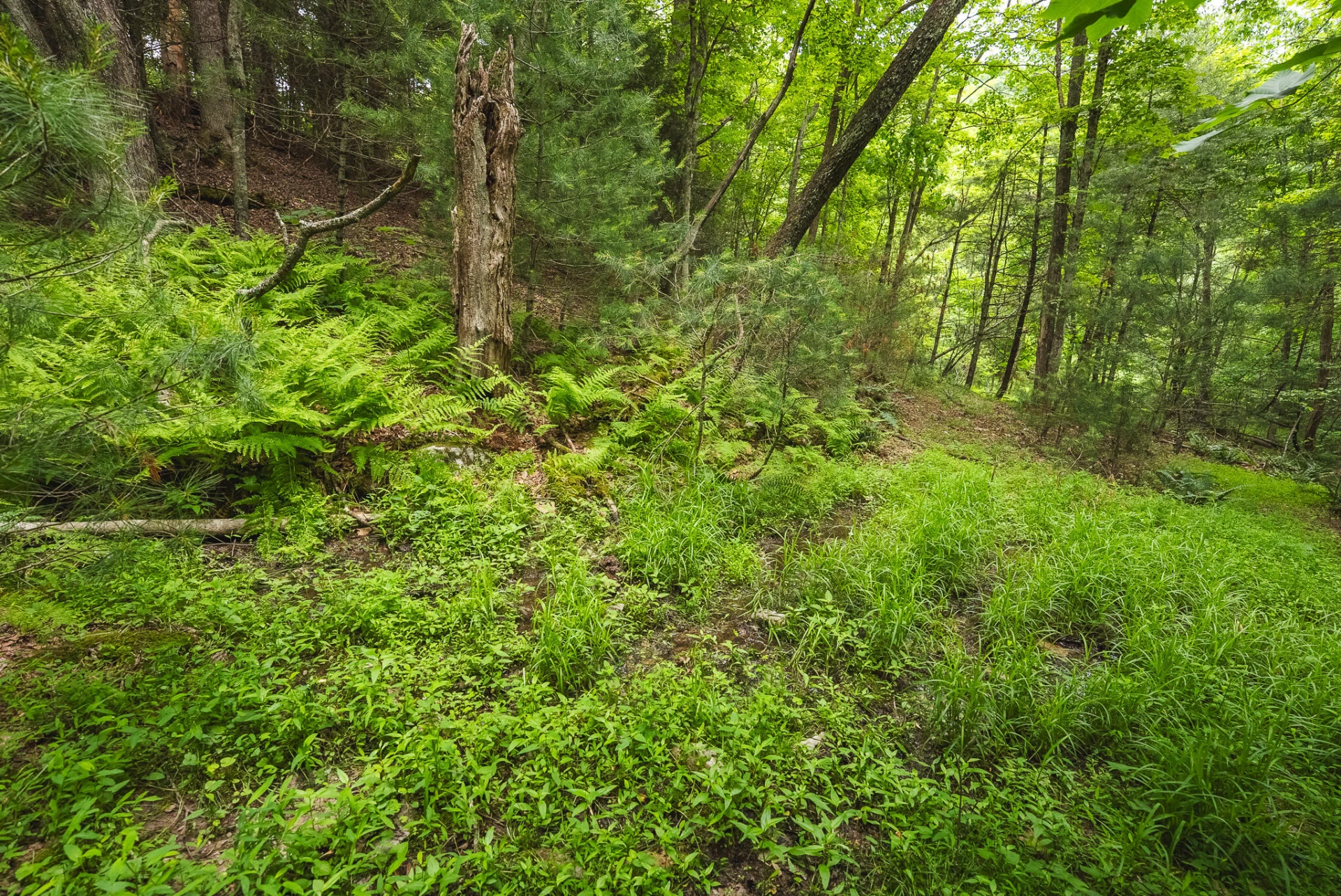 TBD Macks Mountain RD - Photo 24