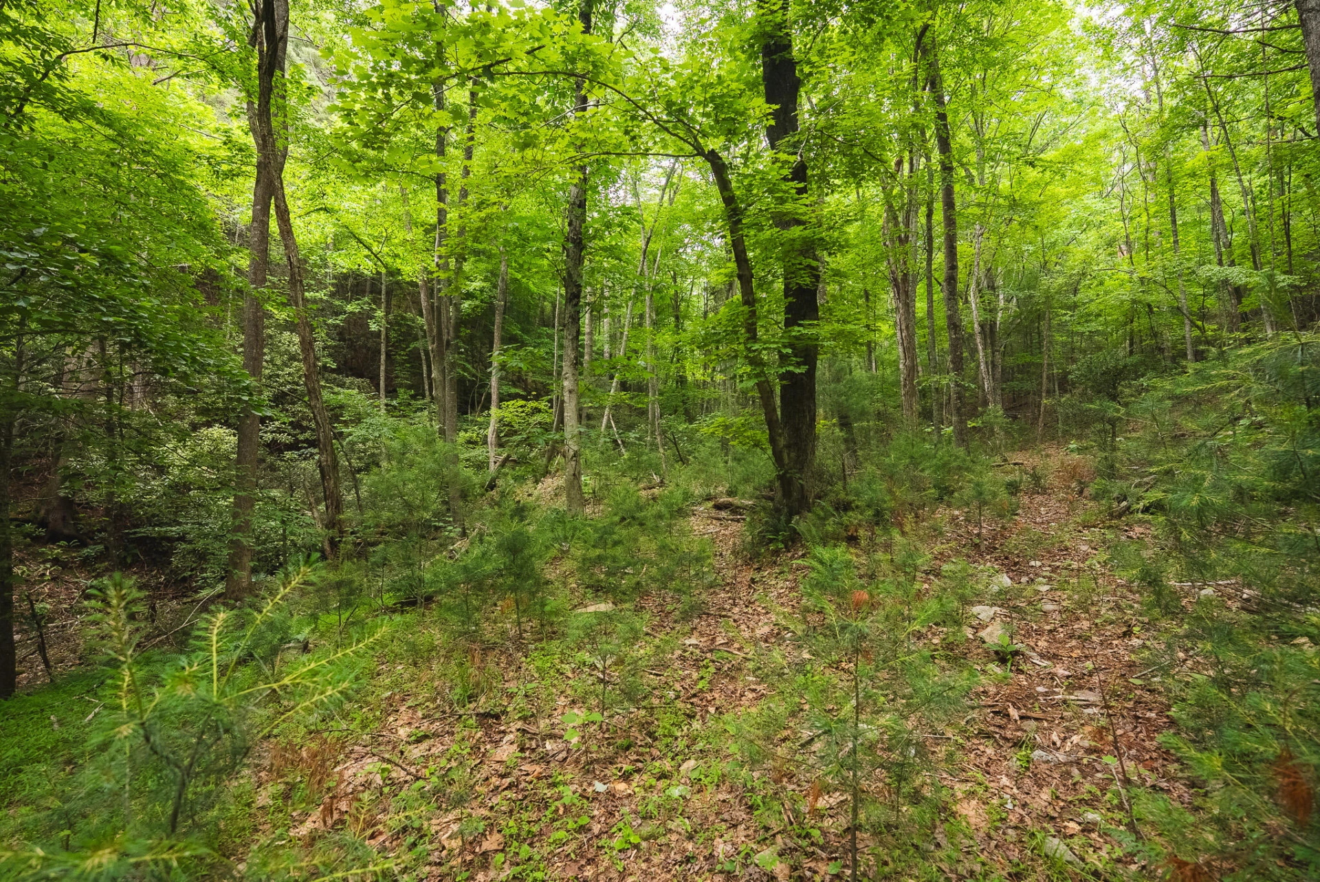 TBD Macks Mountain RD - Photo 25