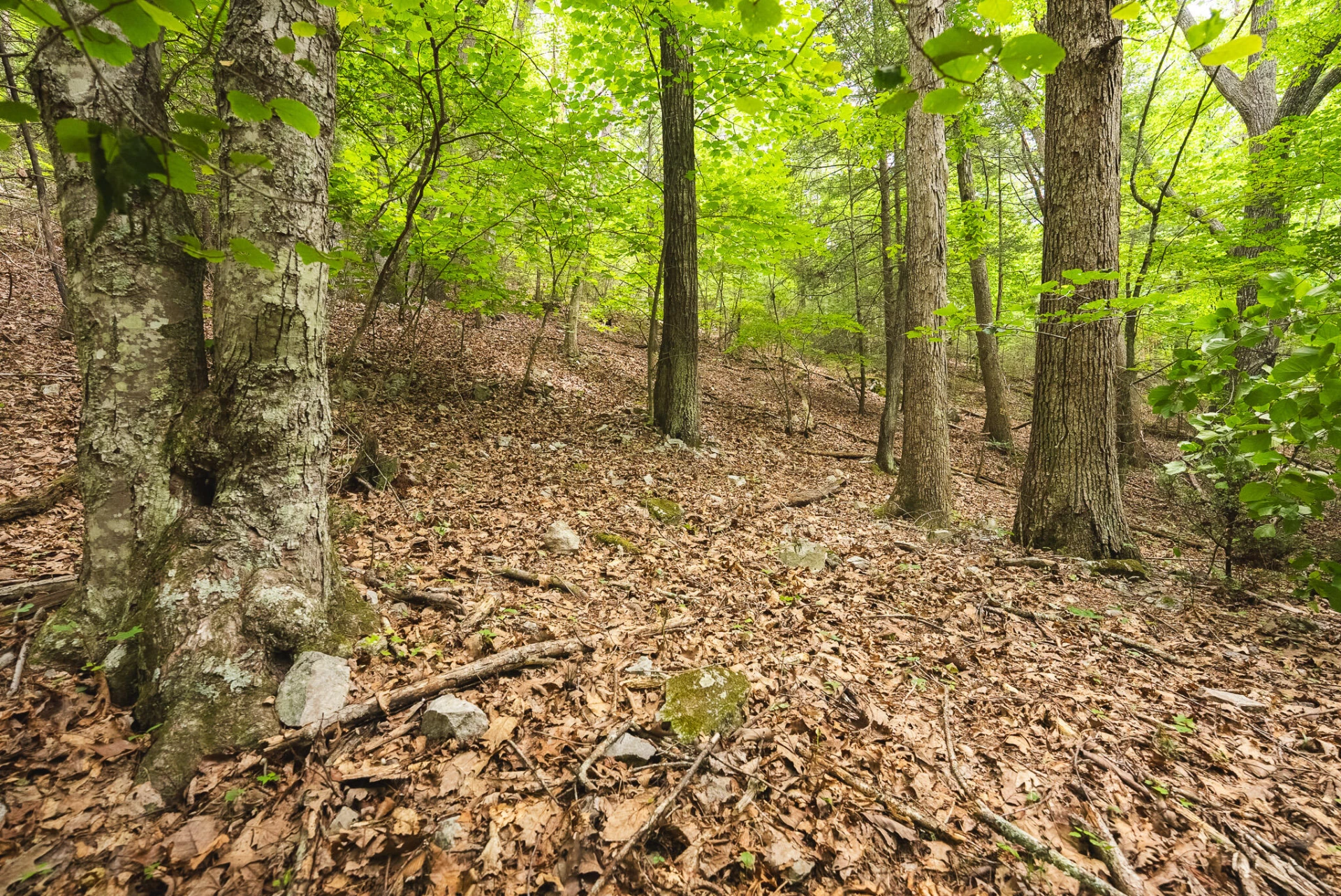 TBD Macks Mountain RD - Photo 30