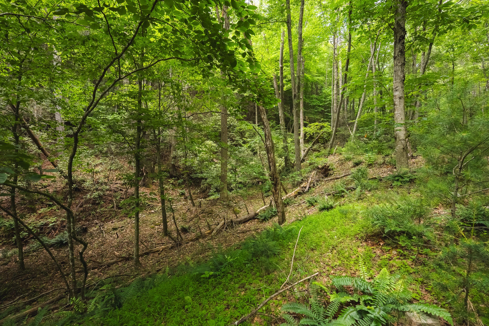 TBD Macks Mountain RD - Photo 33