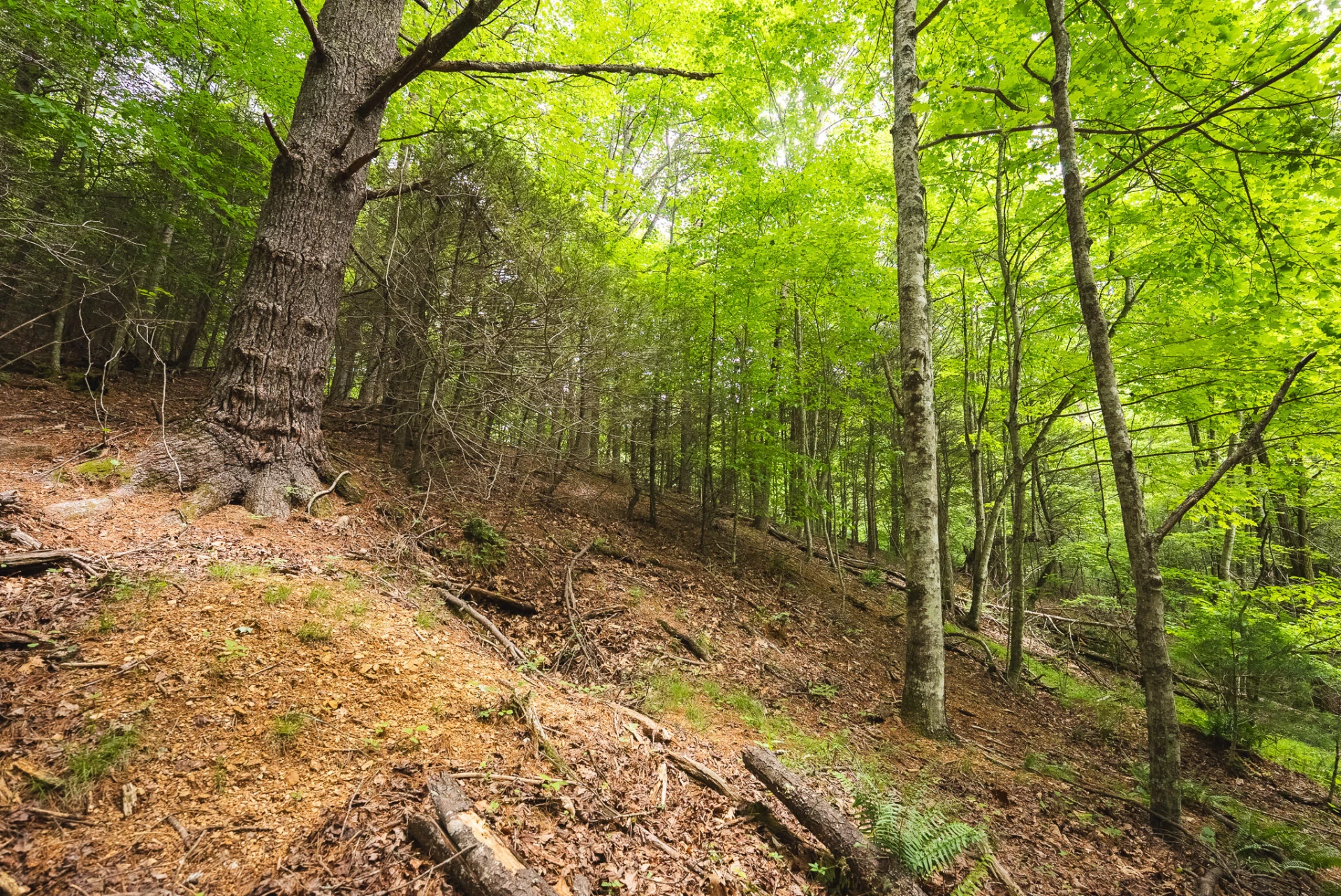 TBD Macks Mountain RD - Photo 34