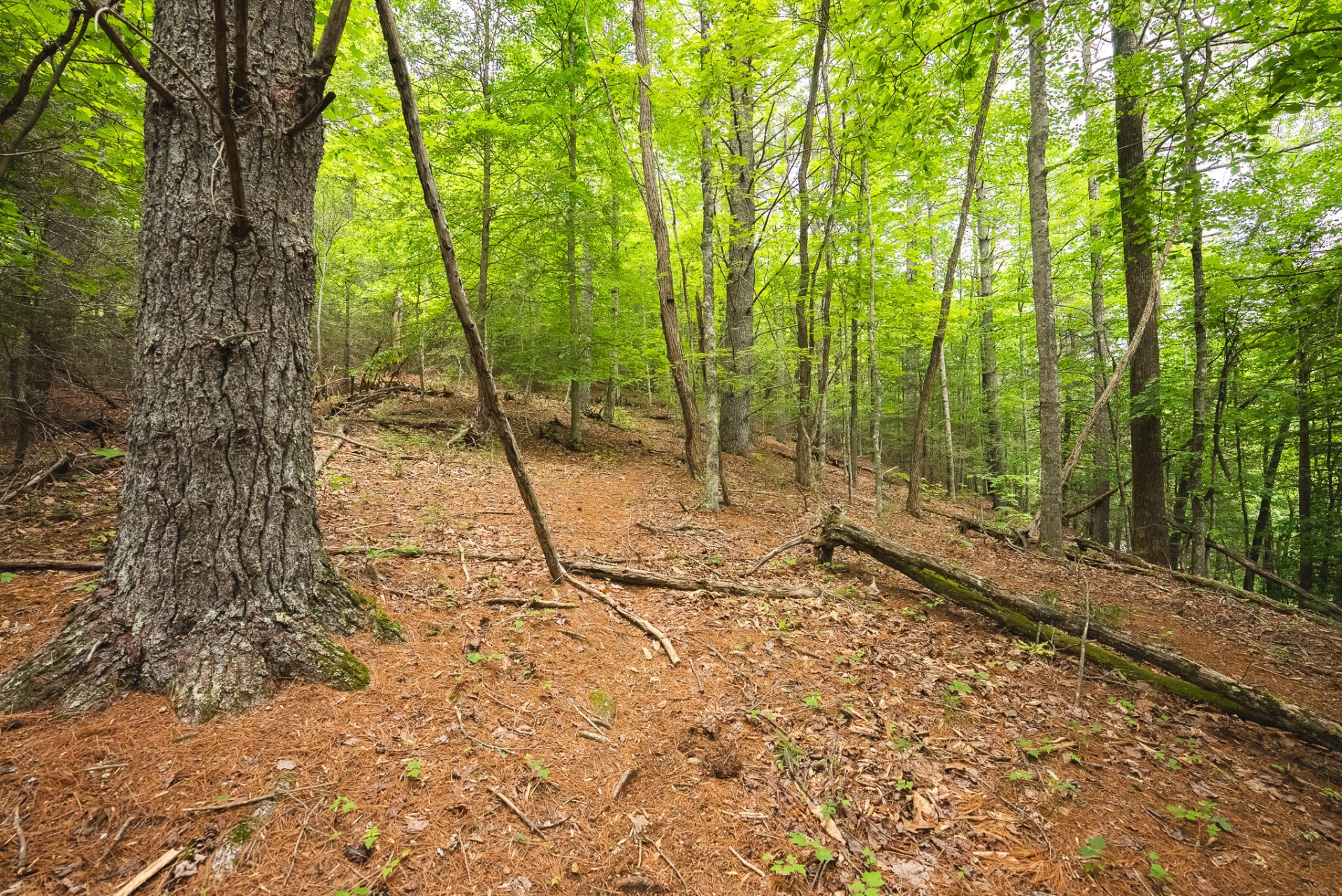 TBD Macks Mountain RD - Photo 36