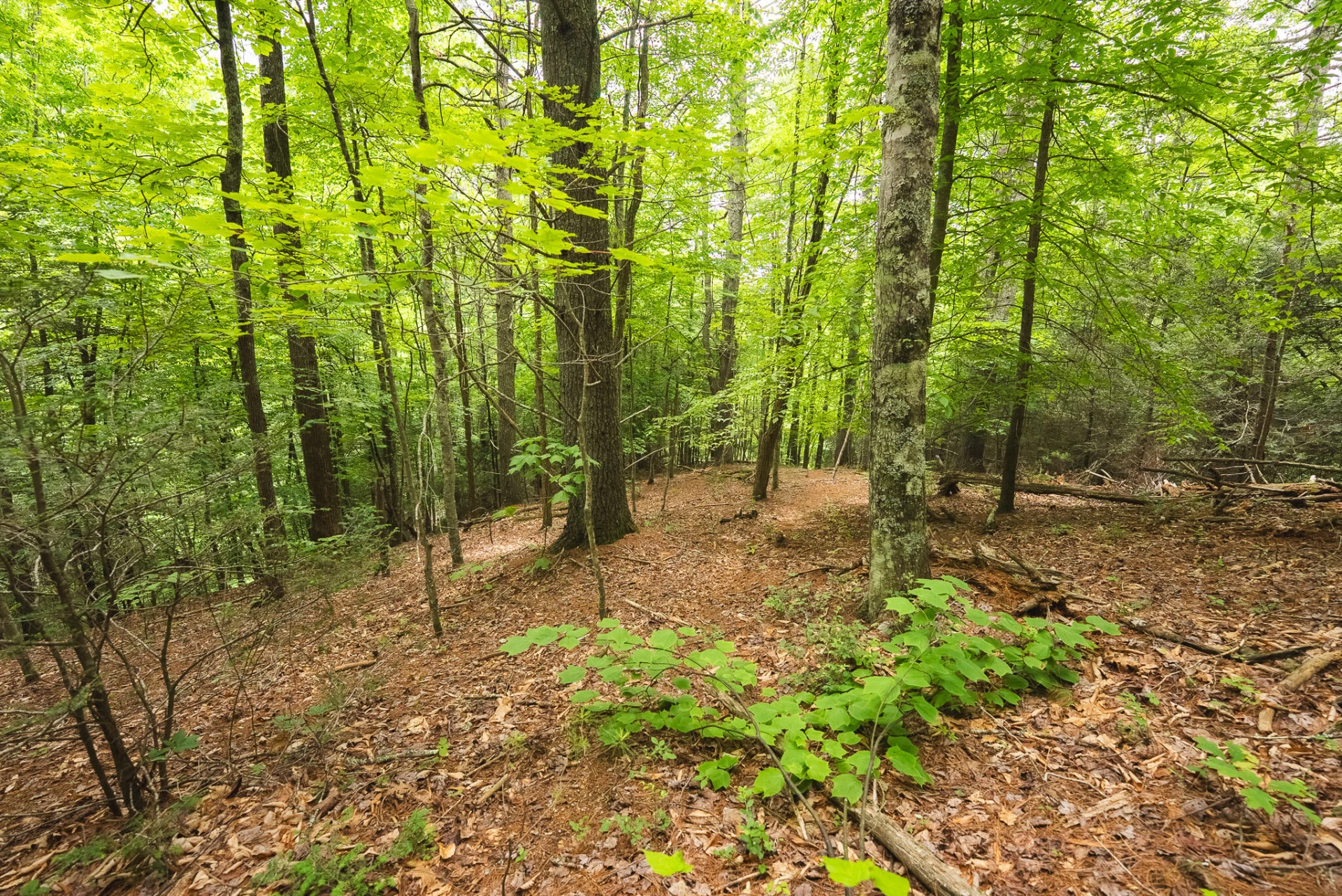TBD Macks Mountain RD - Photo 37