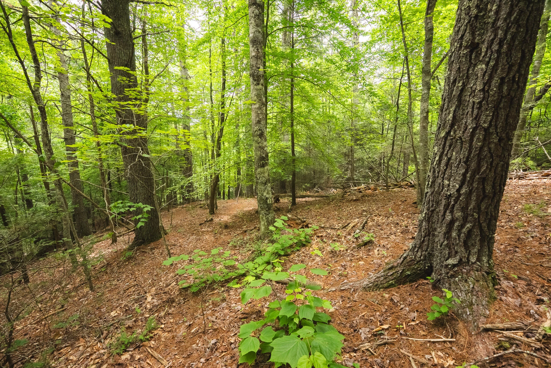 TBD Macks Mountain RD - Photo 39