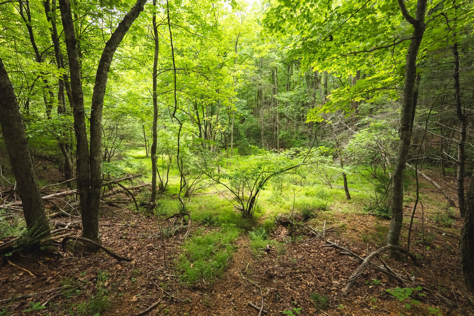 TBD Macks Mountain RD - Photo 41