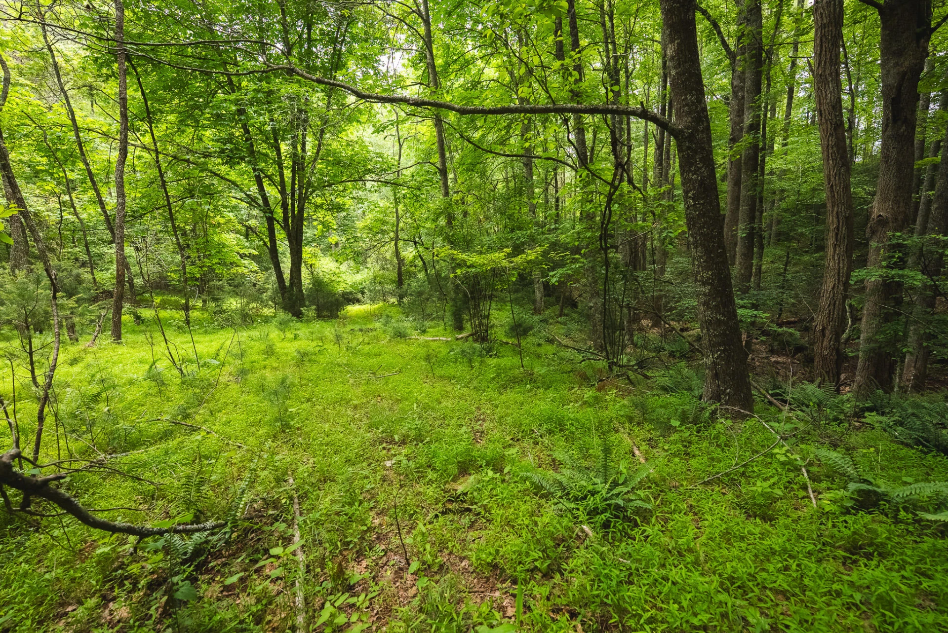 TBD Macks Mountain RD - Photo 42