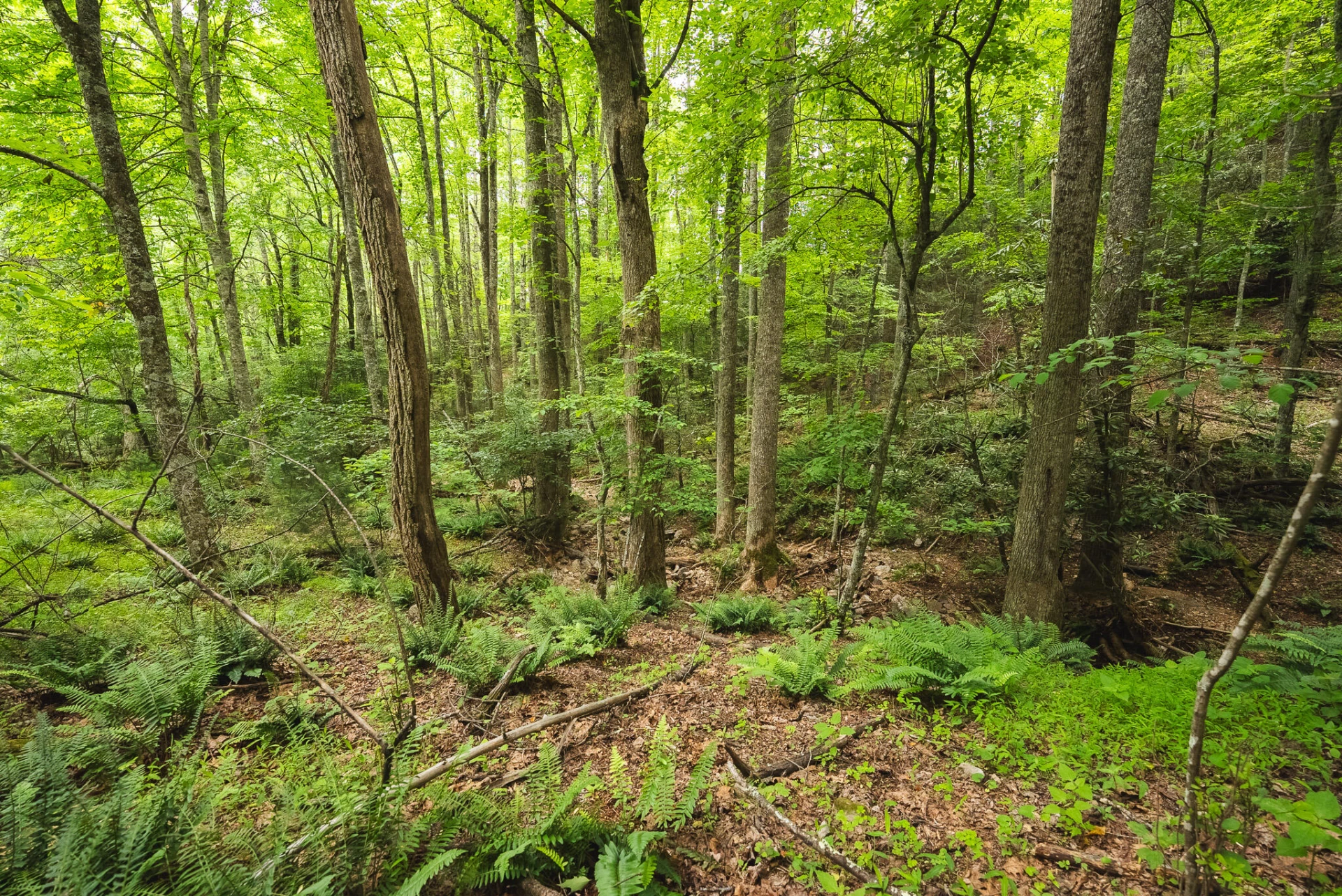 TBD Macks Mountain RD - Photo 43